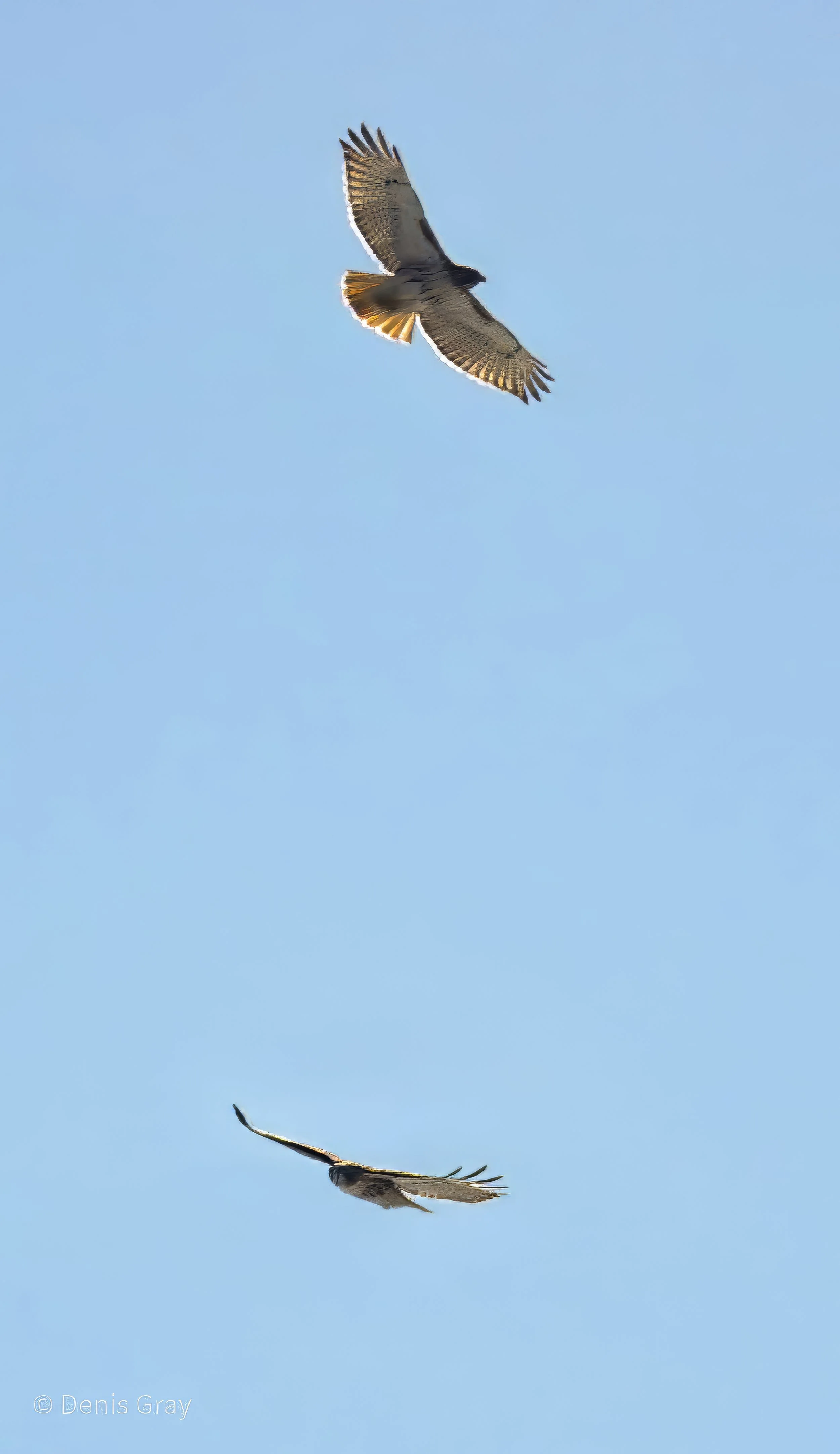 Red-tailed Hawk pair, St. Clair Avenue East, Toronto
