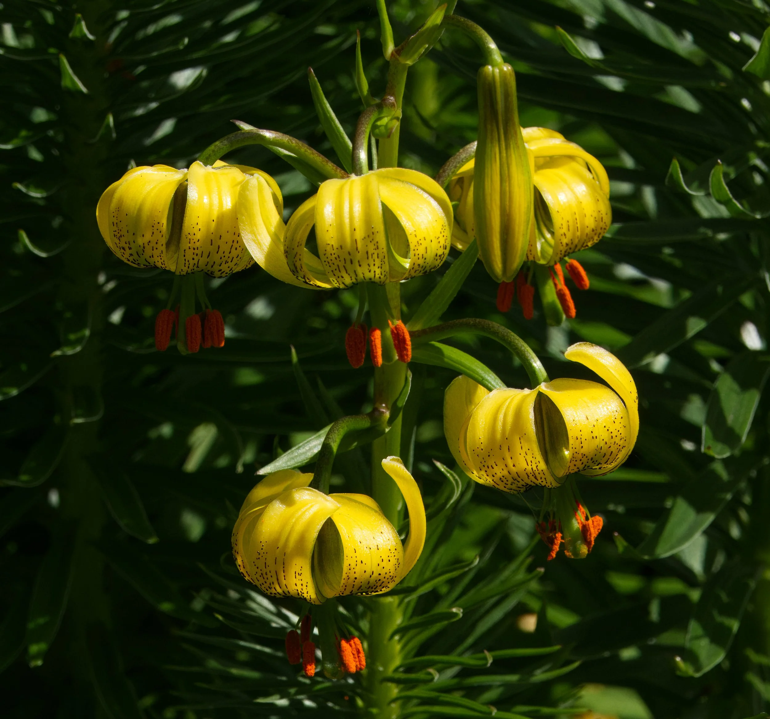 Turk's Cap Lily, Obelisk Walk, Blackrock, Dublin