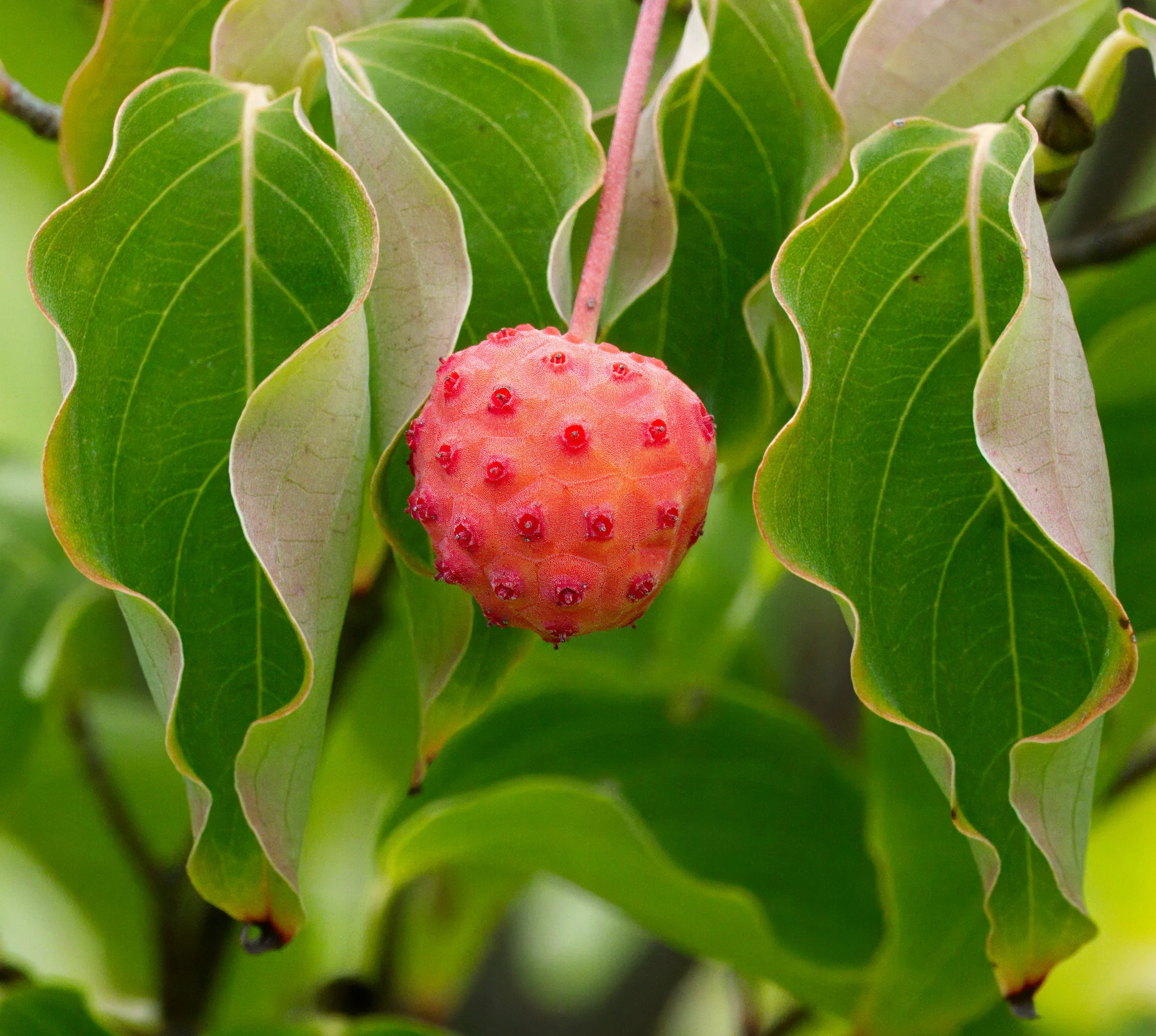 Korean Dogwood (Cornus kousa) fruit