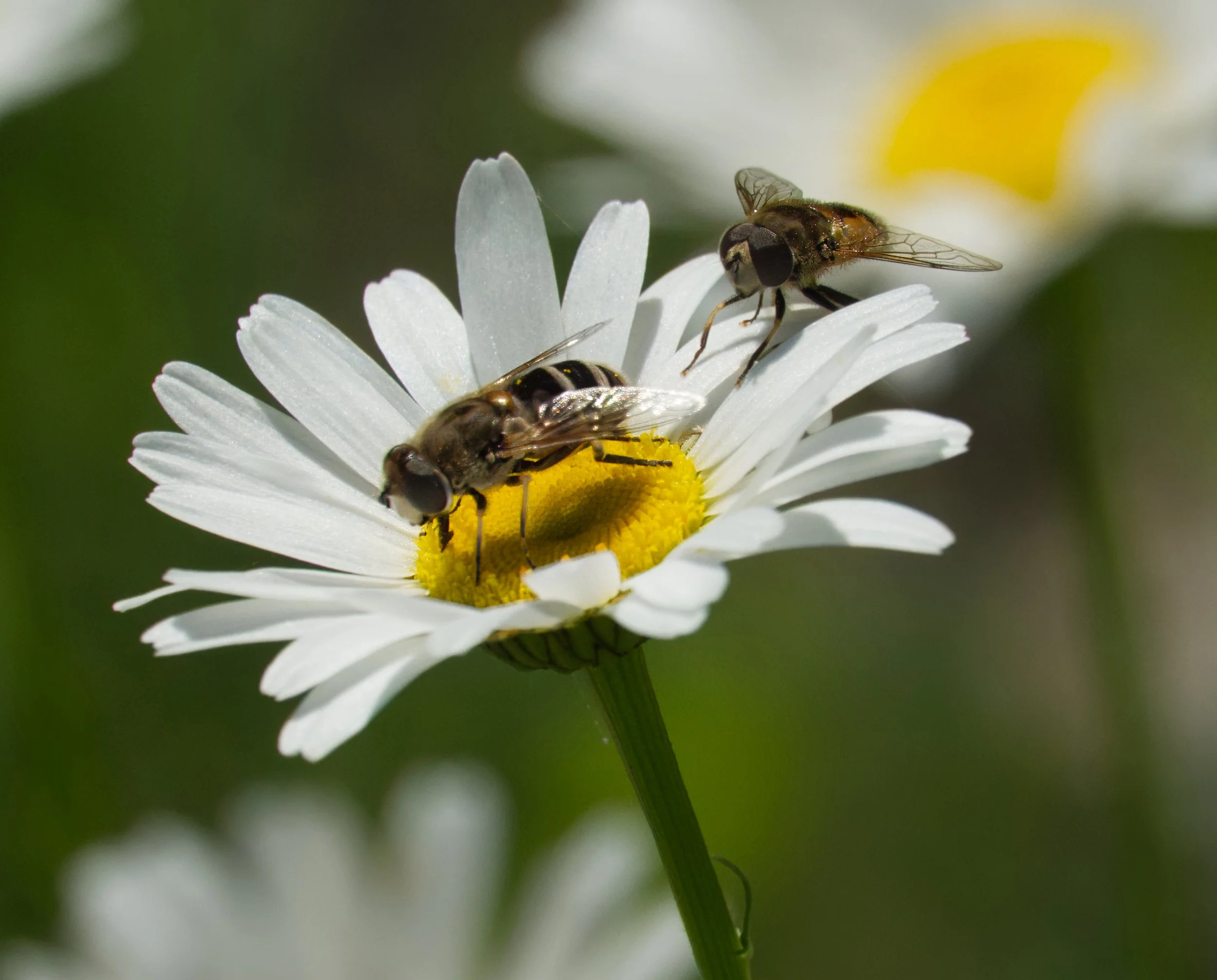 Hoverflies