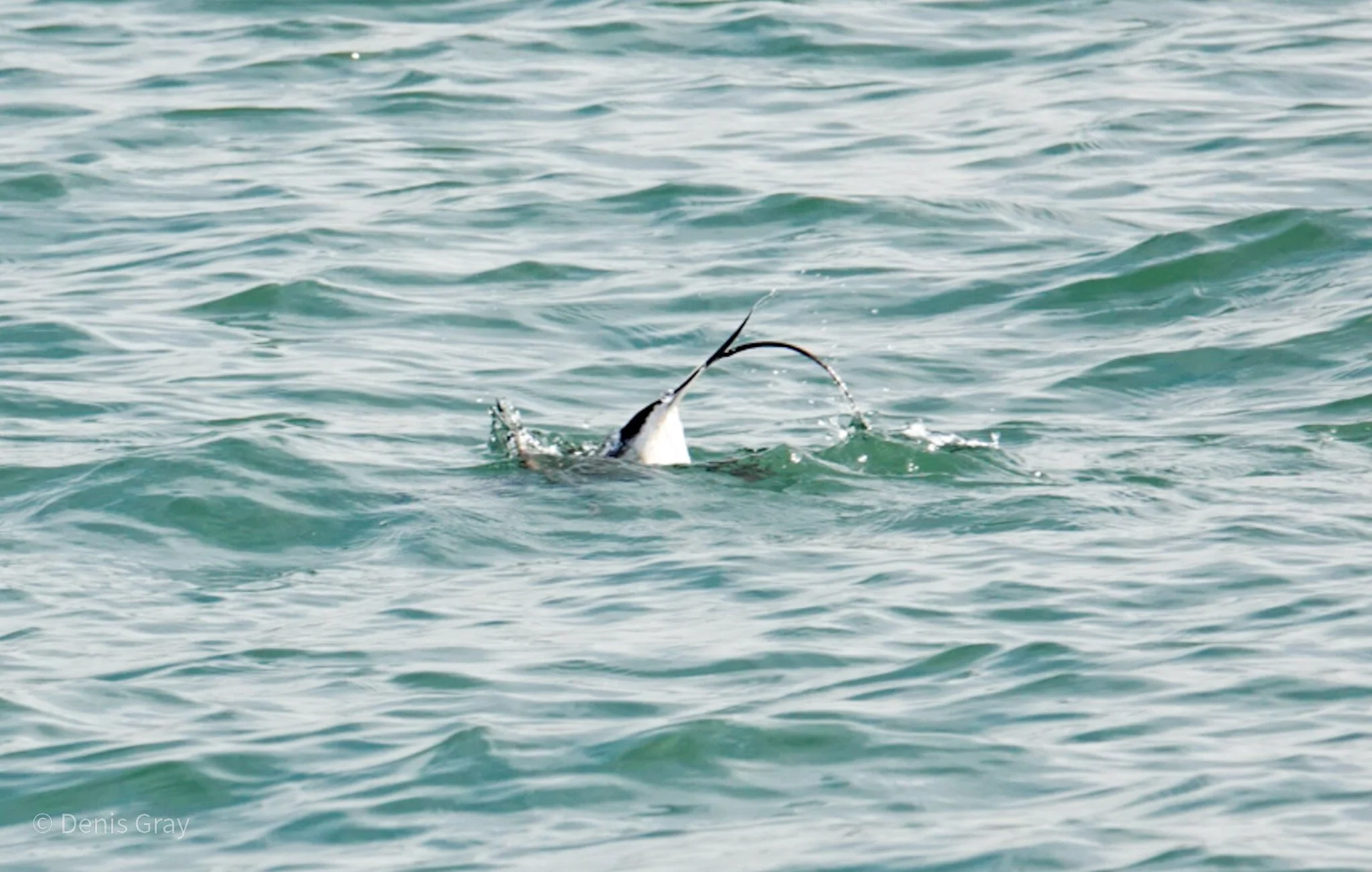 Long Tail on a Long-tailed Duck