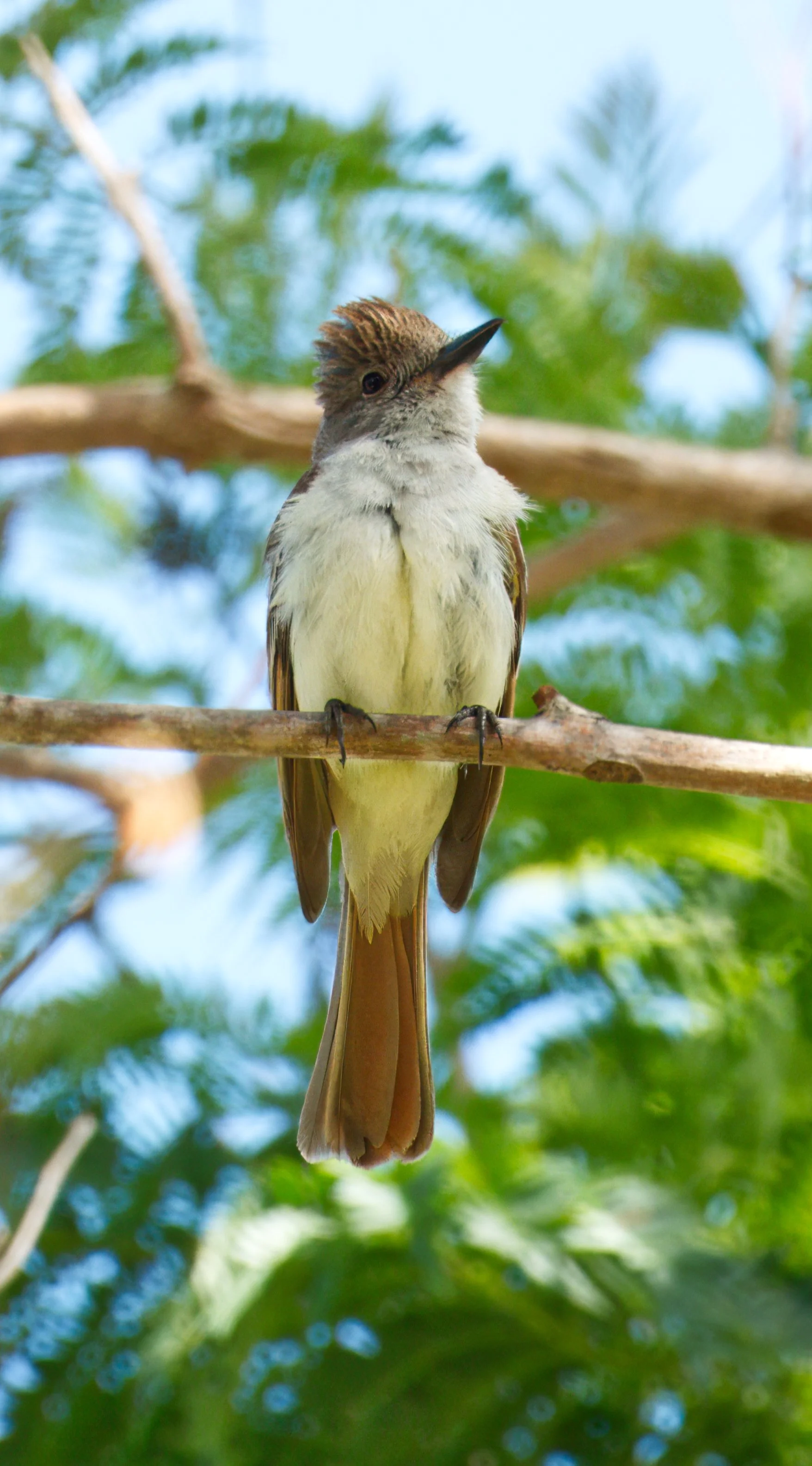 Ash-throated Flycatcher, Laguna Woods, Southern California