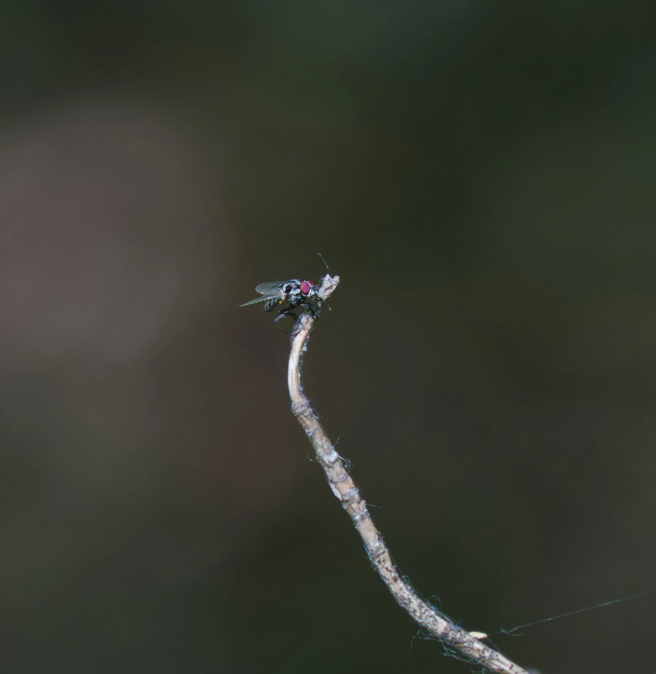 Root Maggot Fly