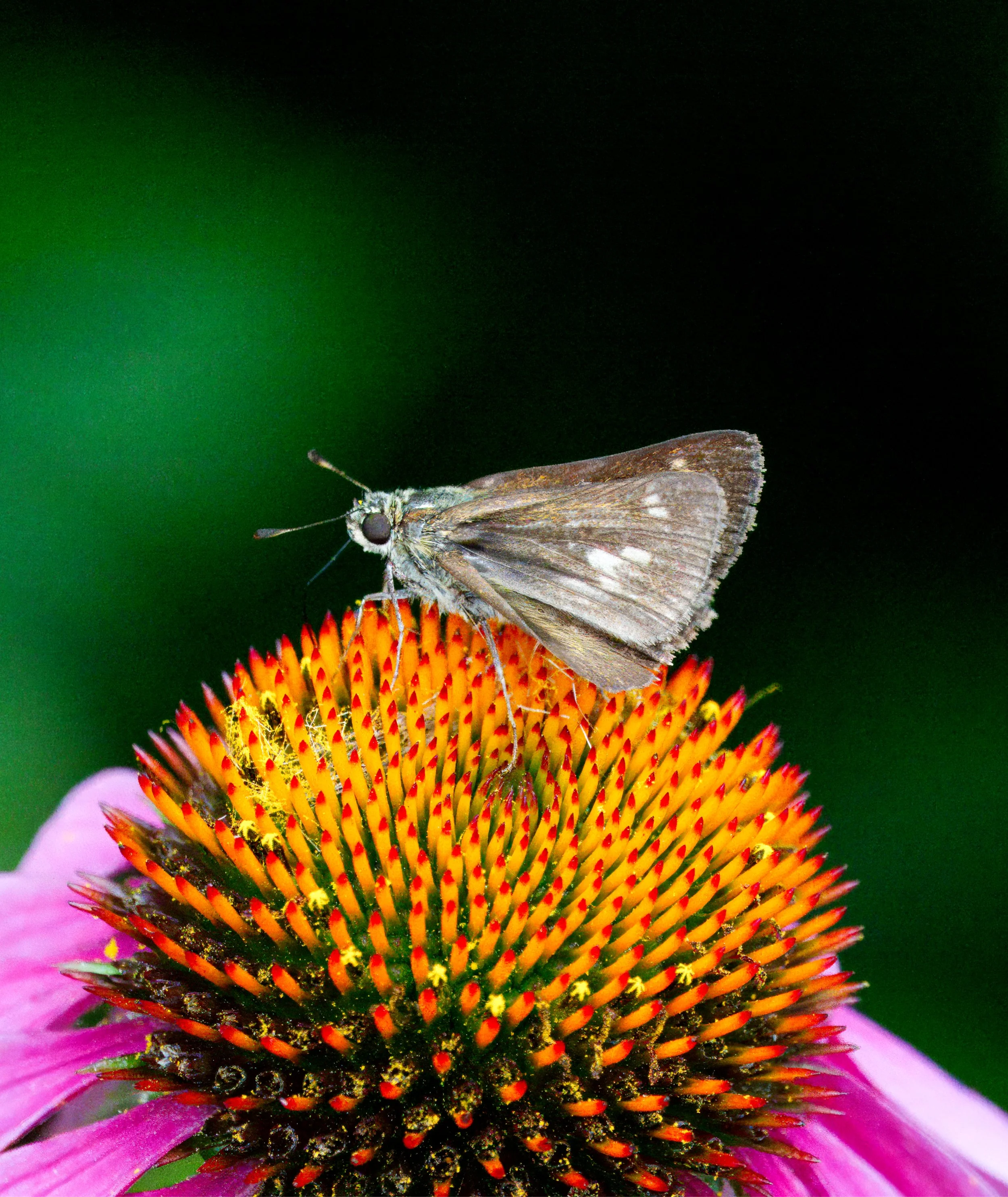 A Skipper Butterfly (likely a Little Glassywing)