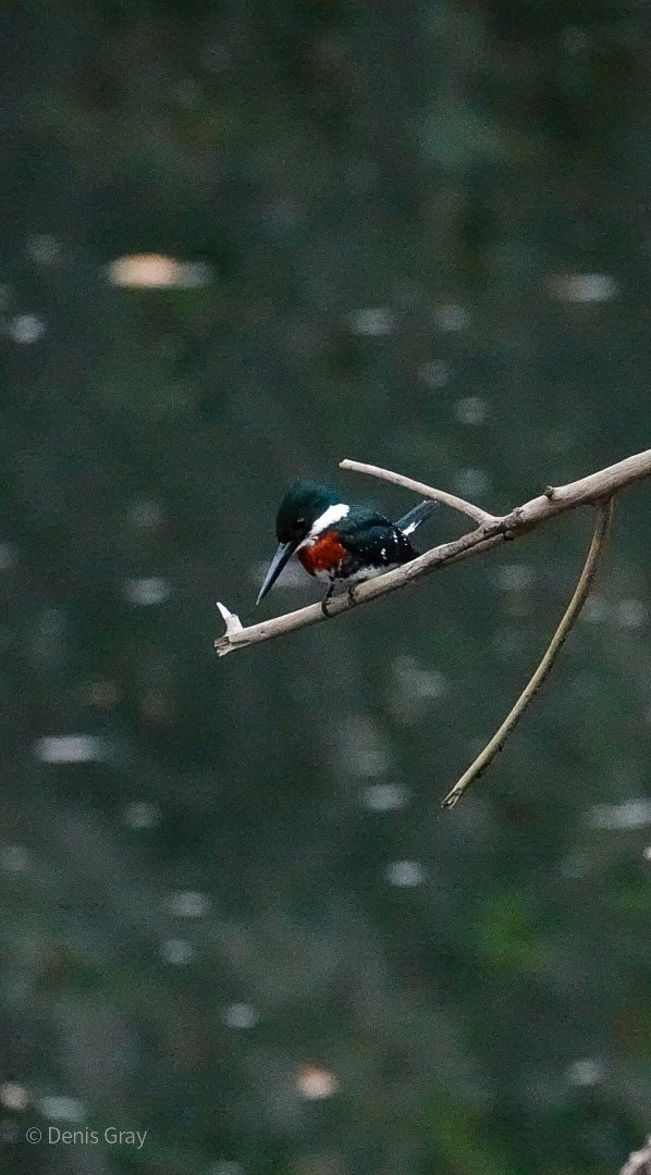 Green Kingfisher on the Macal River, Western Belize