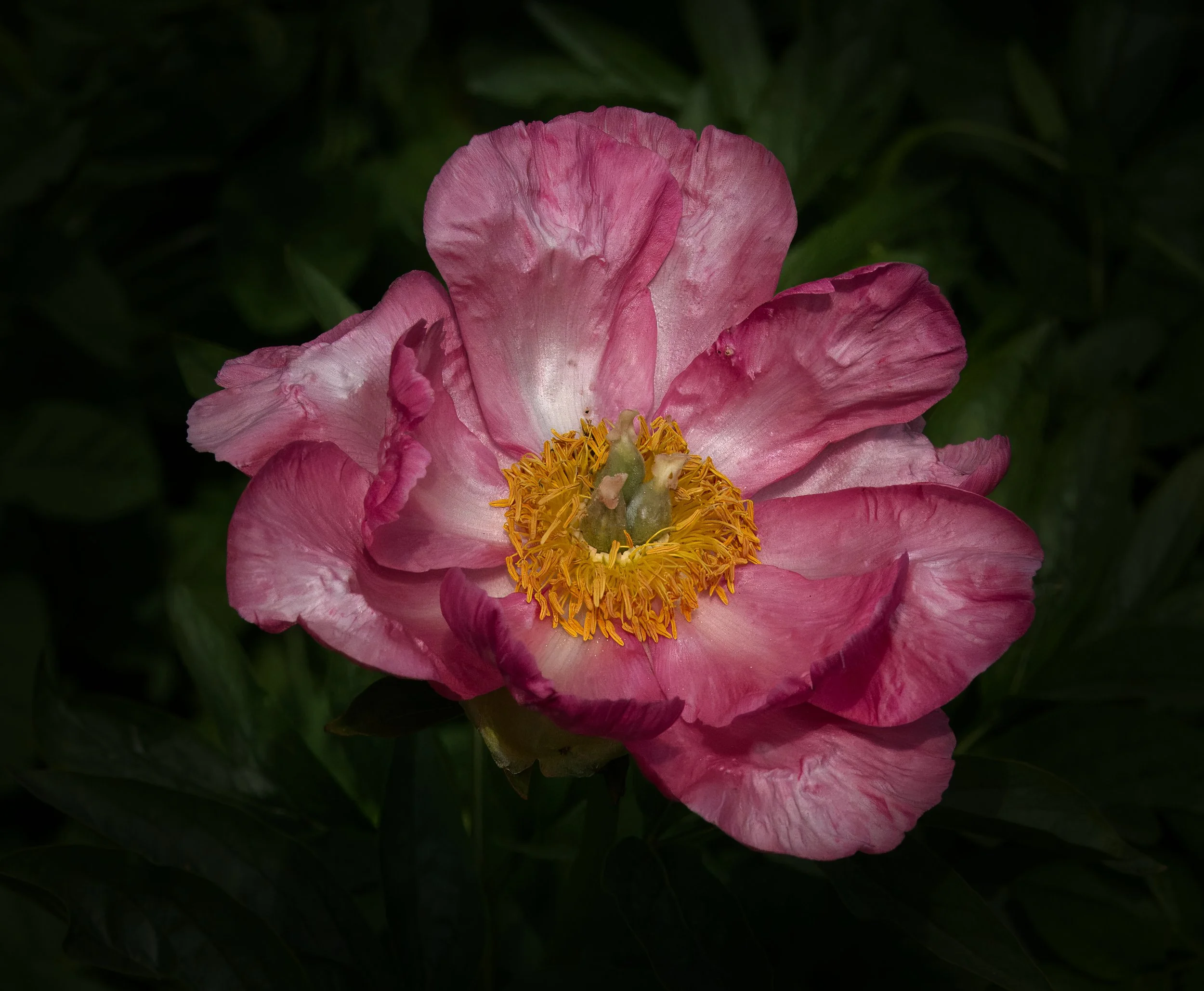 Paeonia