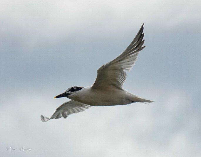Sandwich Tern, Hopkins, Belize