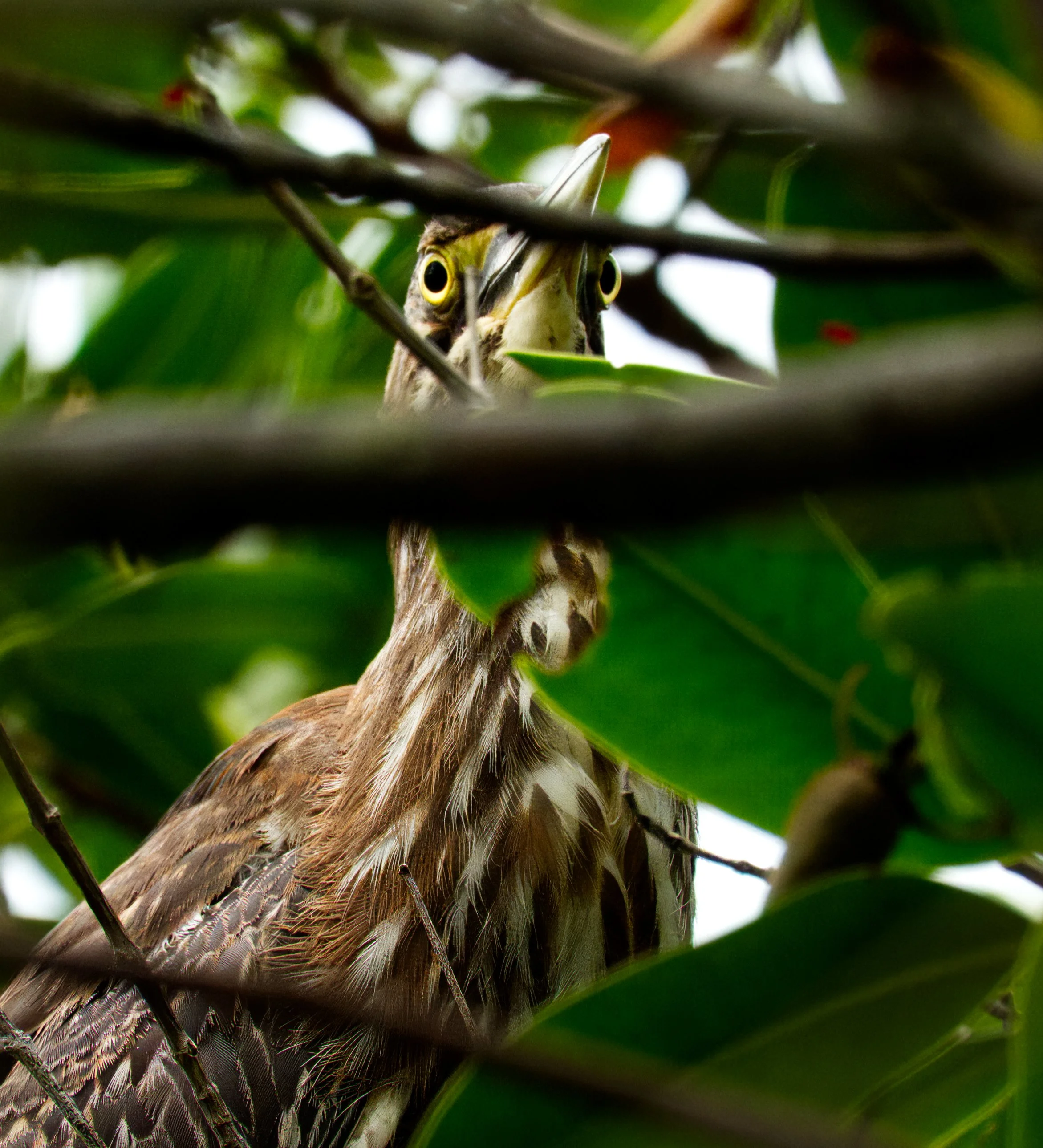 Juvenile Black-crowned Night Heron, Hopkins, Belize