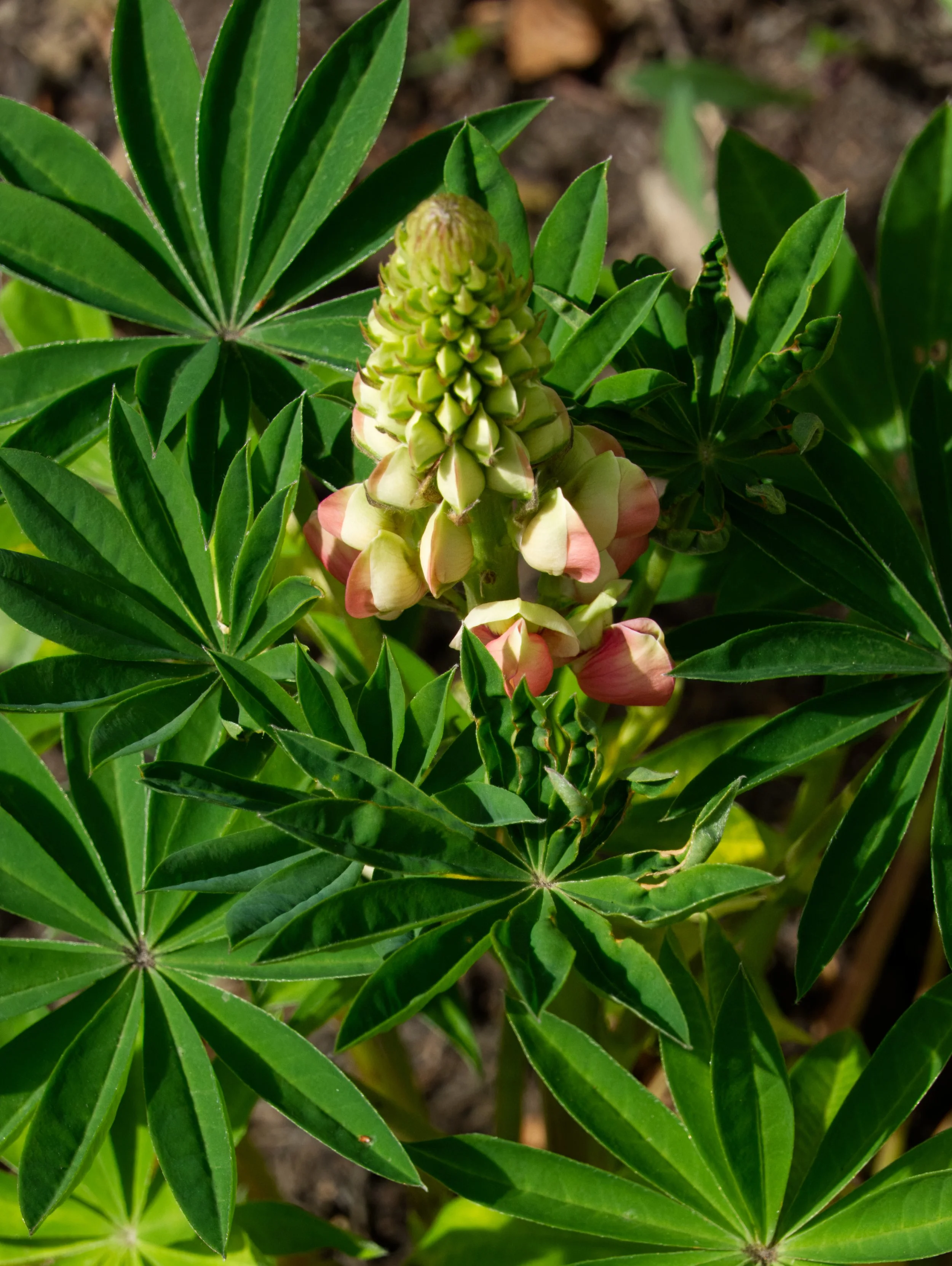 Lupin, Obelisk Walk, Blackrock, Dublin