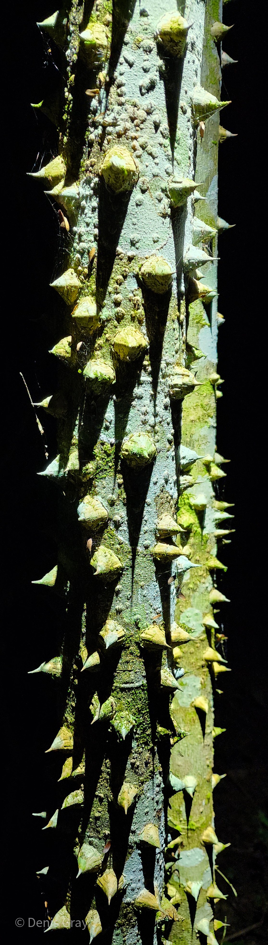 Ceiba tree (Kapok), Western Belize