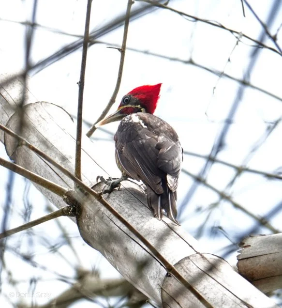 Lineated Woodpecker, Belize Botanic Garden, Western Belize