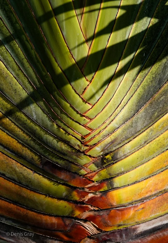 Traveler's Palm, Hopkins, Belize