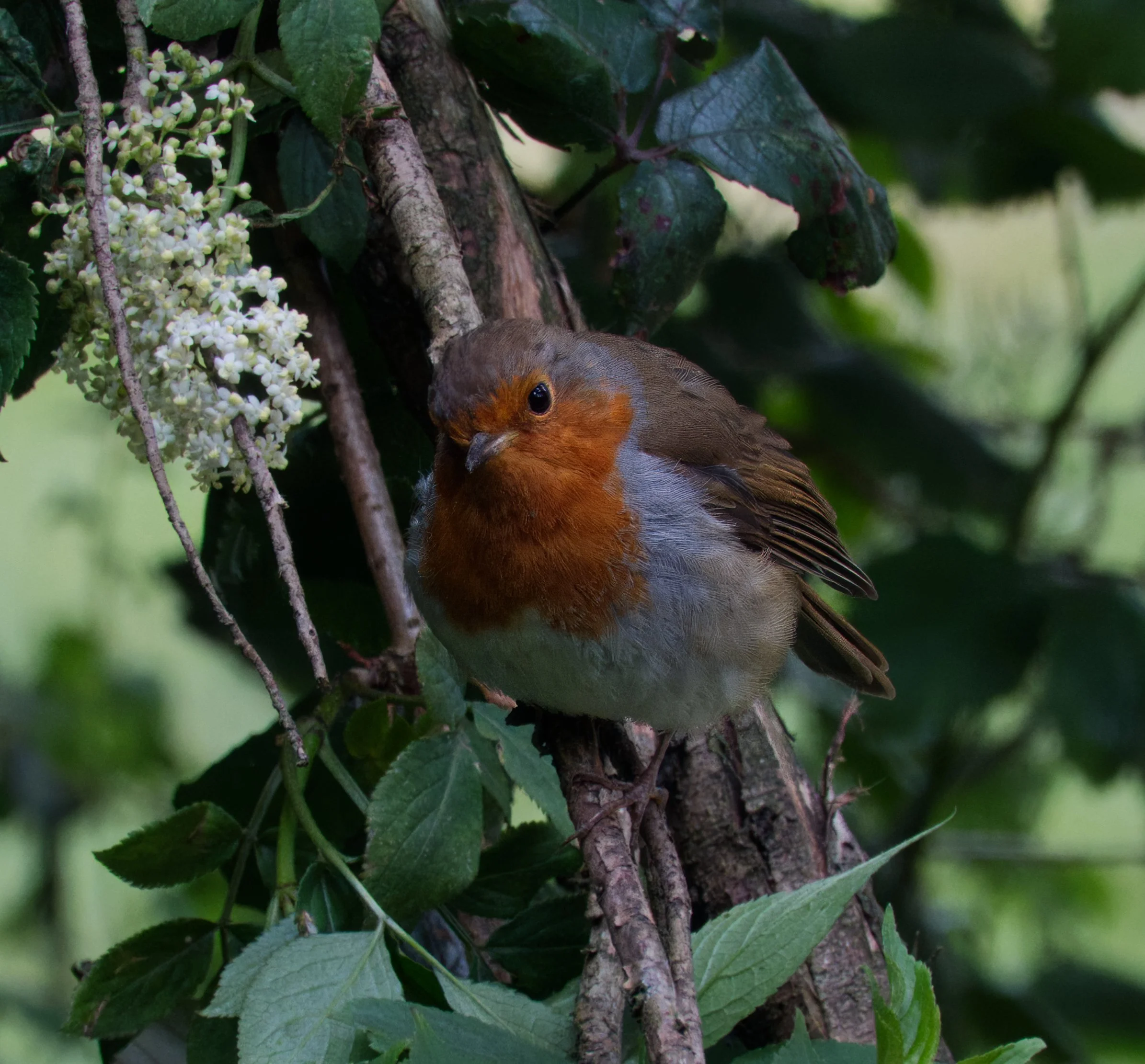 Eurasian Robin, Pearse's School, Rathfarnham, Dublin