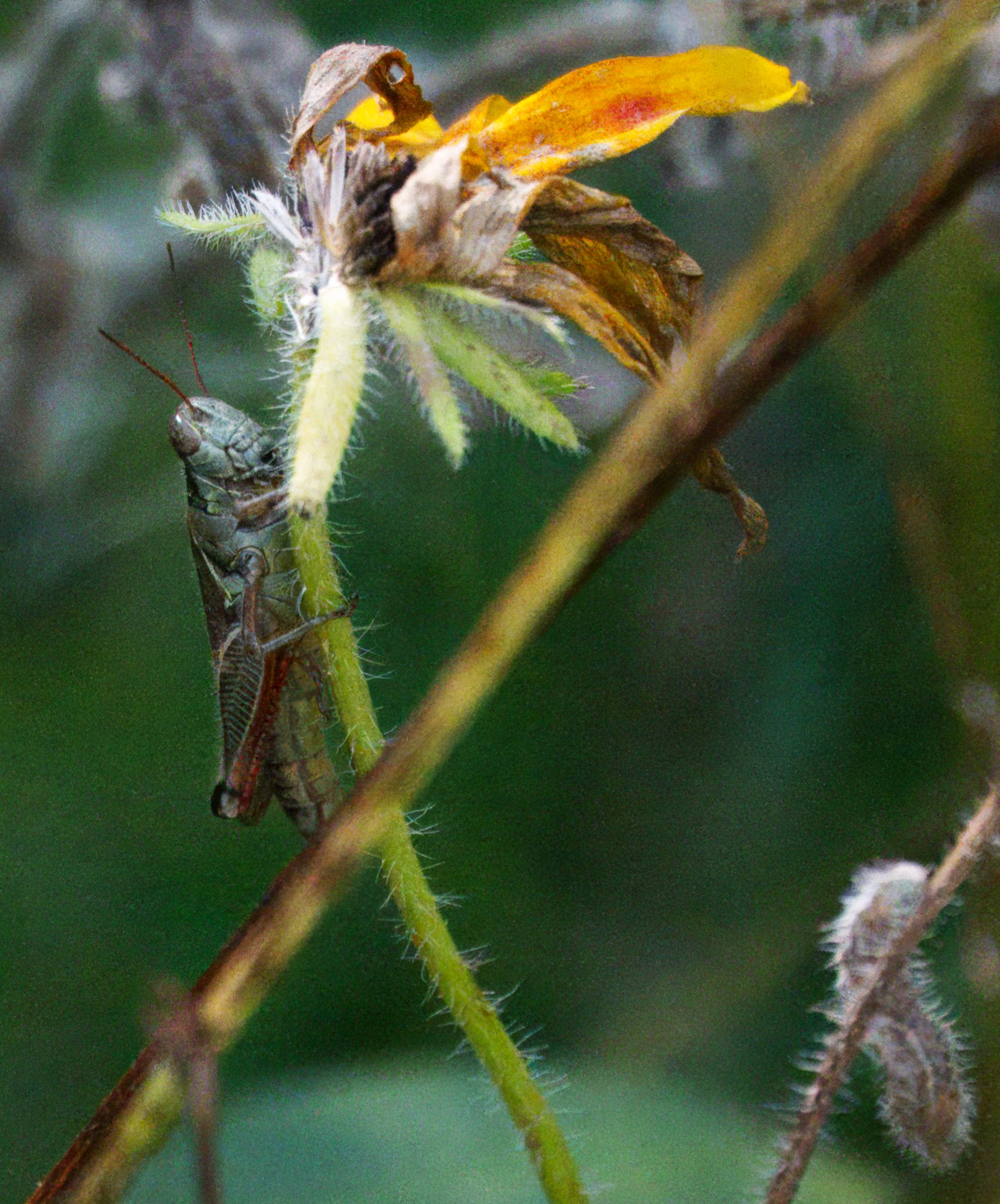 A Short-horned Grasshopper