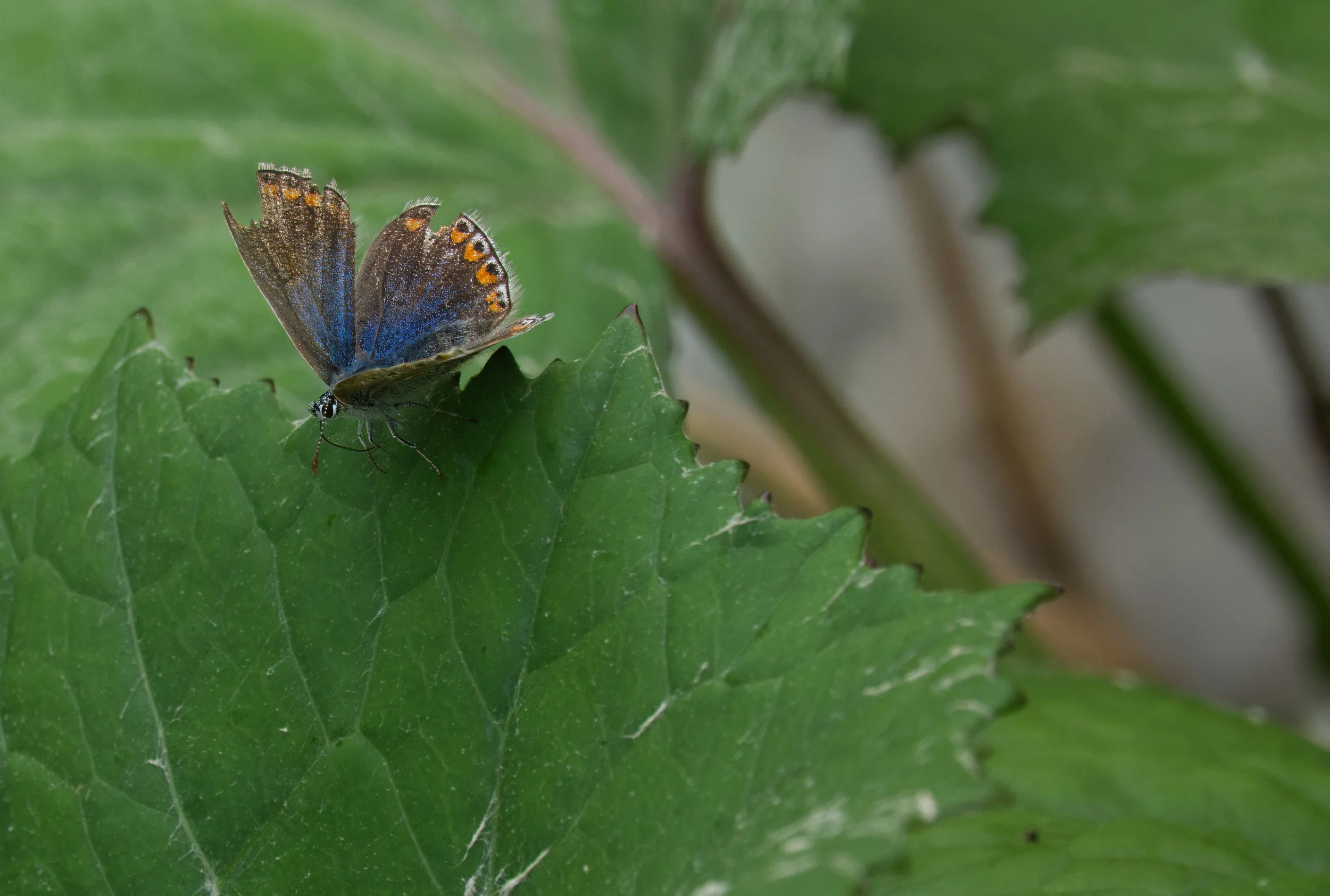 Common Blue Butterfly (female), Vale of Avoca, Toronto
