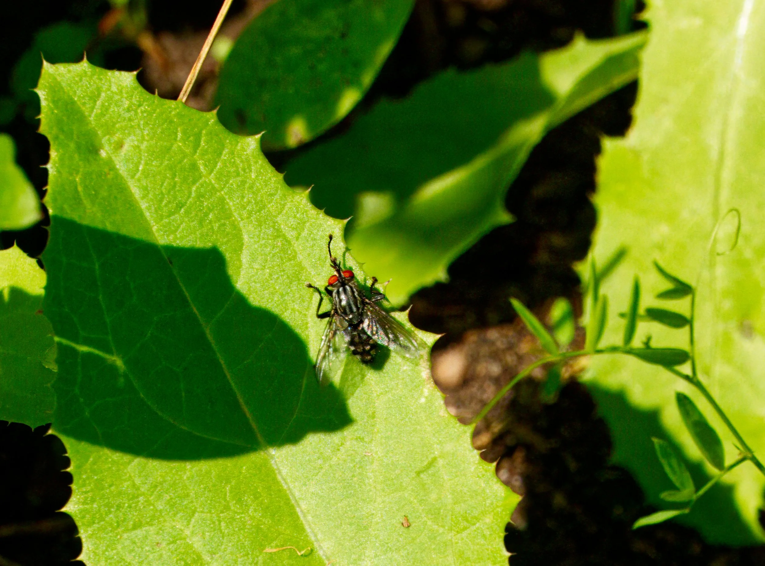 Flesh Fly on Sow Thistle