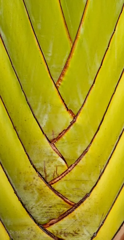 Detail, Traveler's Palm, Hopkins, Belize