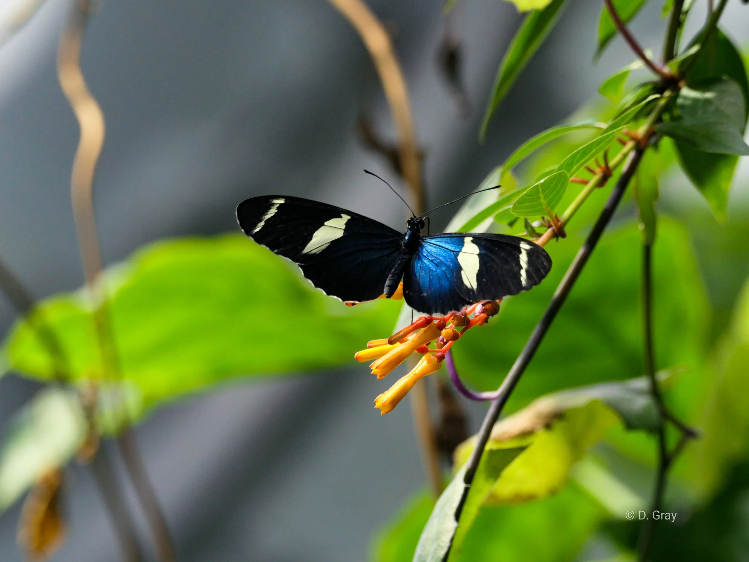 Sara Longwing Butterfly
