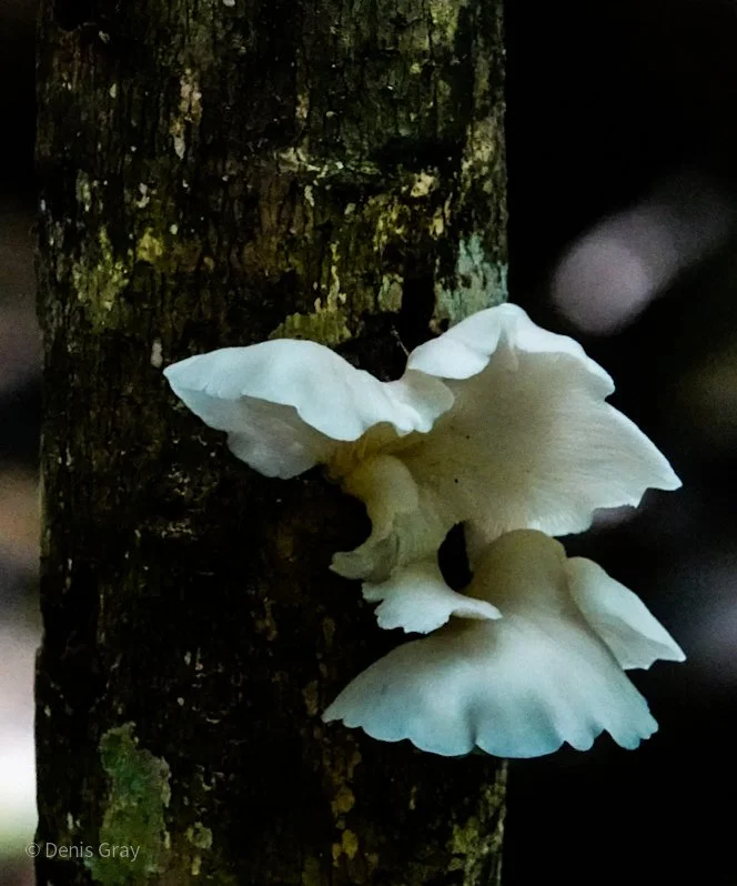 Oyster Mushroom, Western Belize