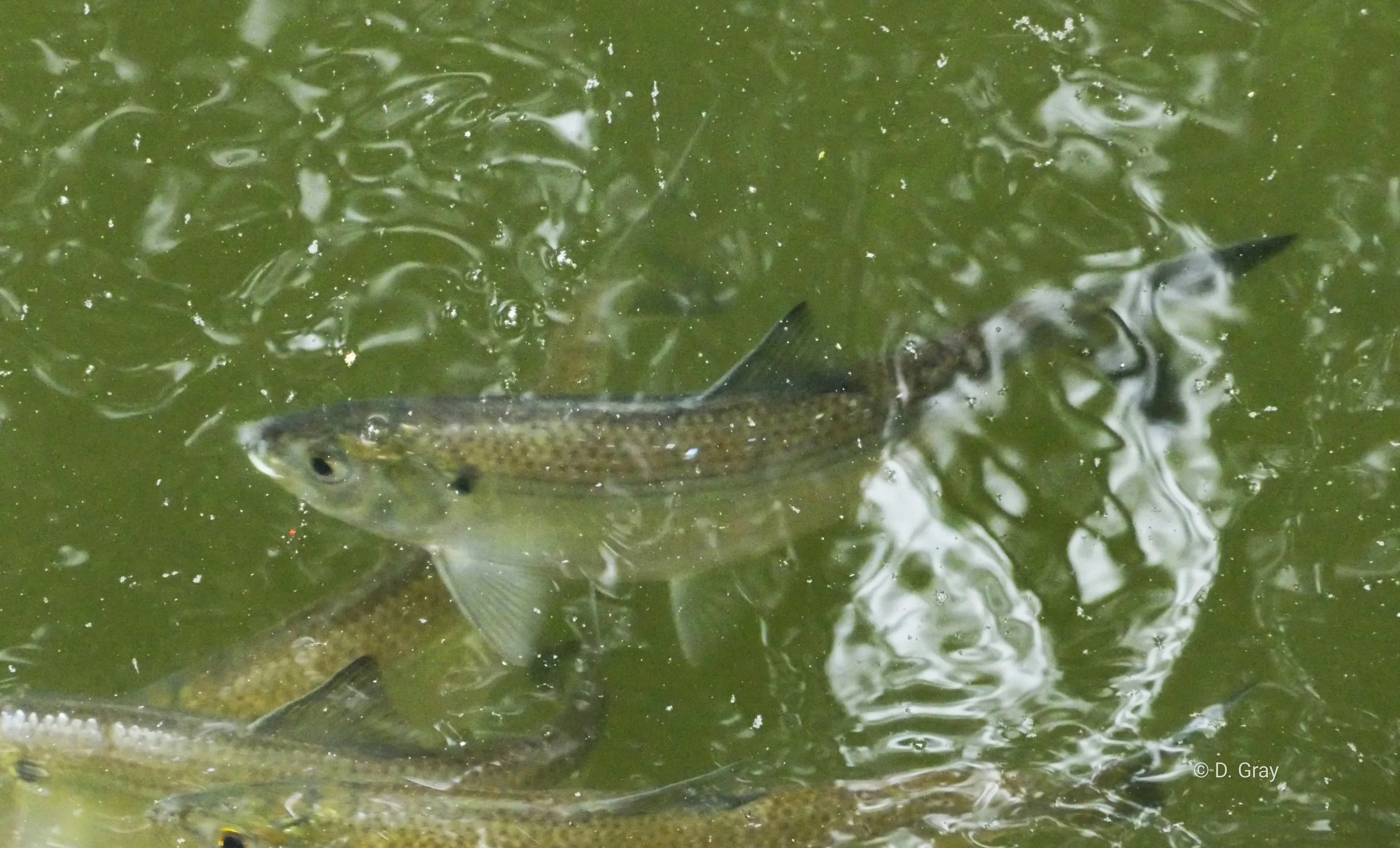 River Herring