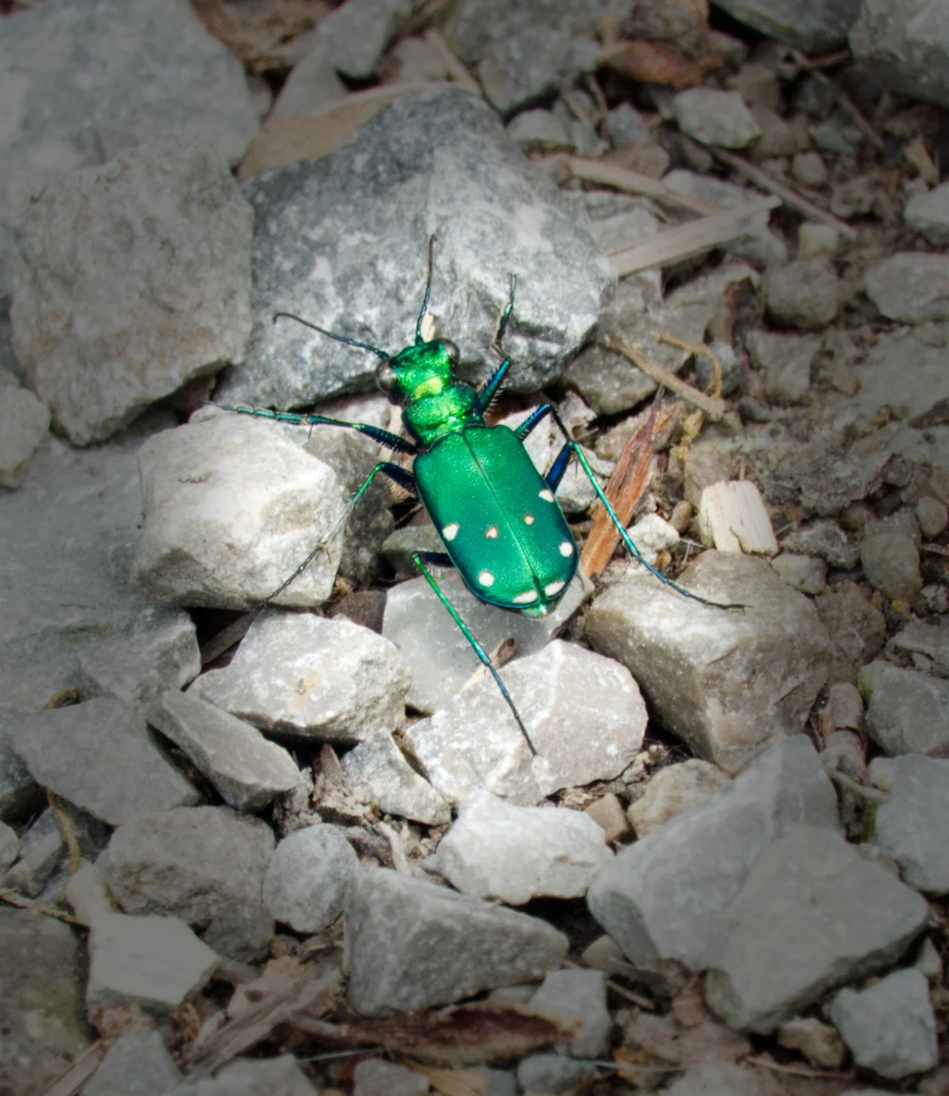 Six-spotted Tiger Beetle, Vale of Avoca, Toronto