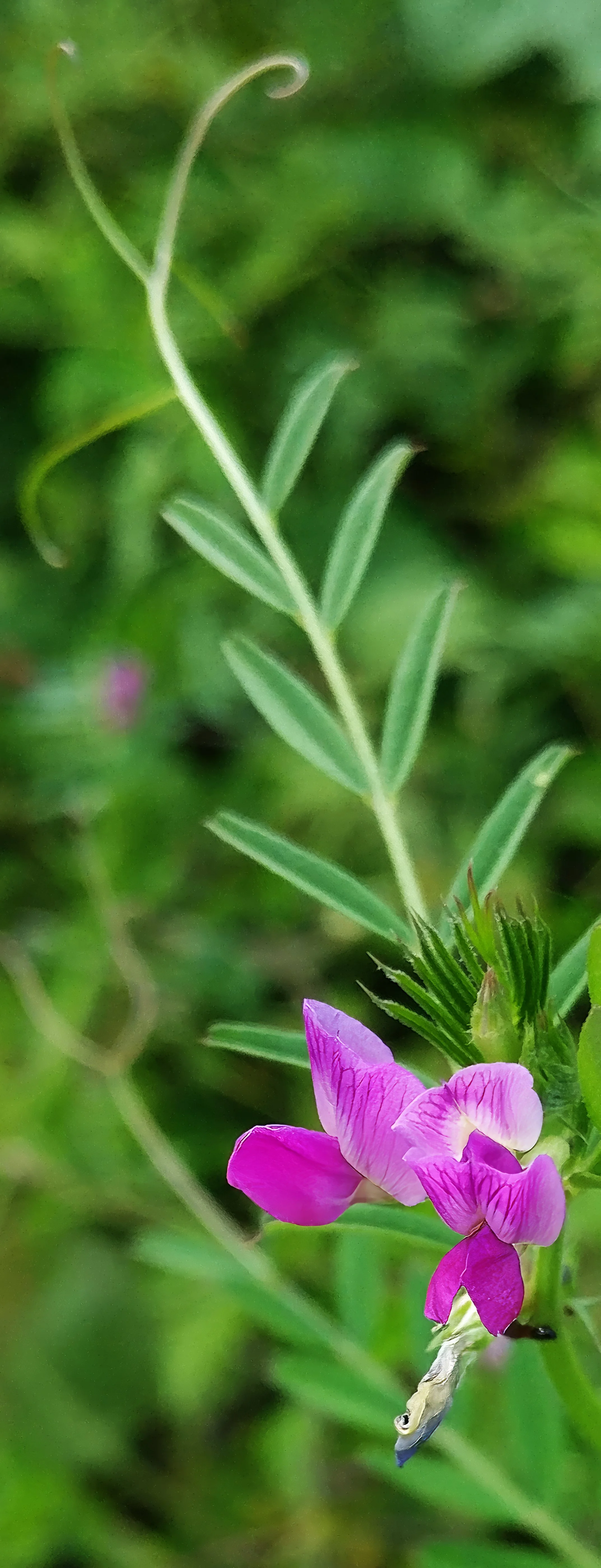 Common Vetch