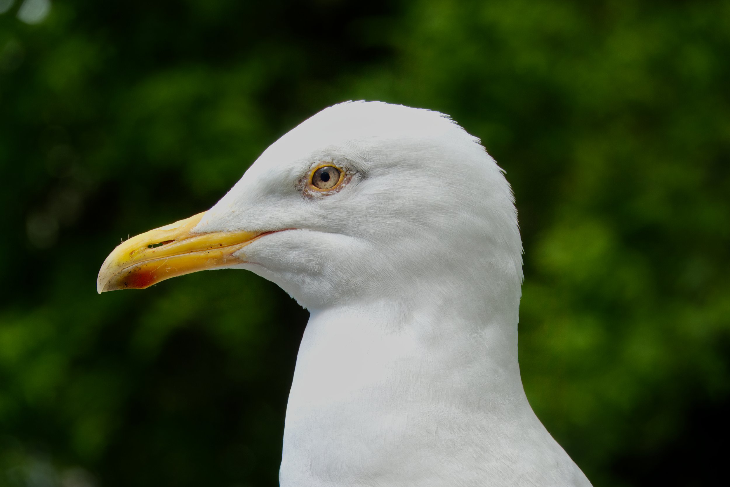 St. Stephen's Green Gull, Dublin, Ireland