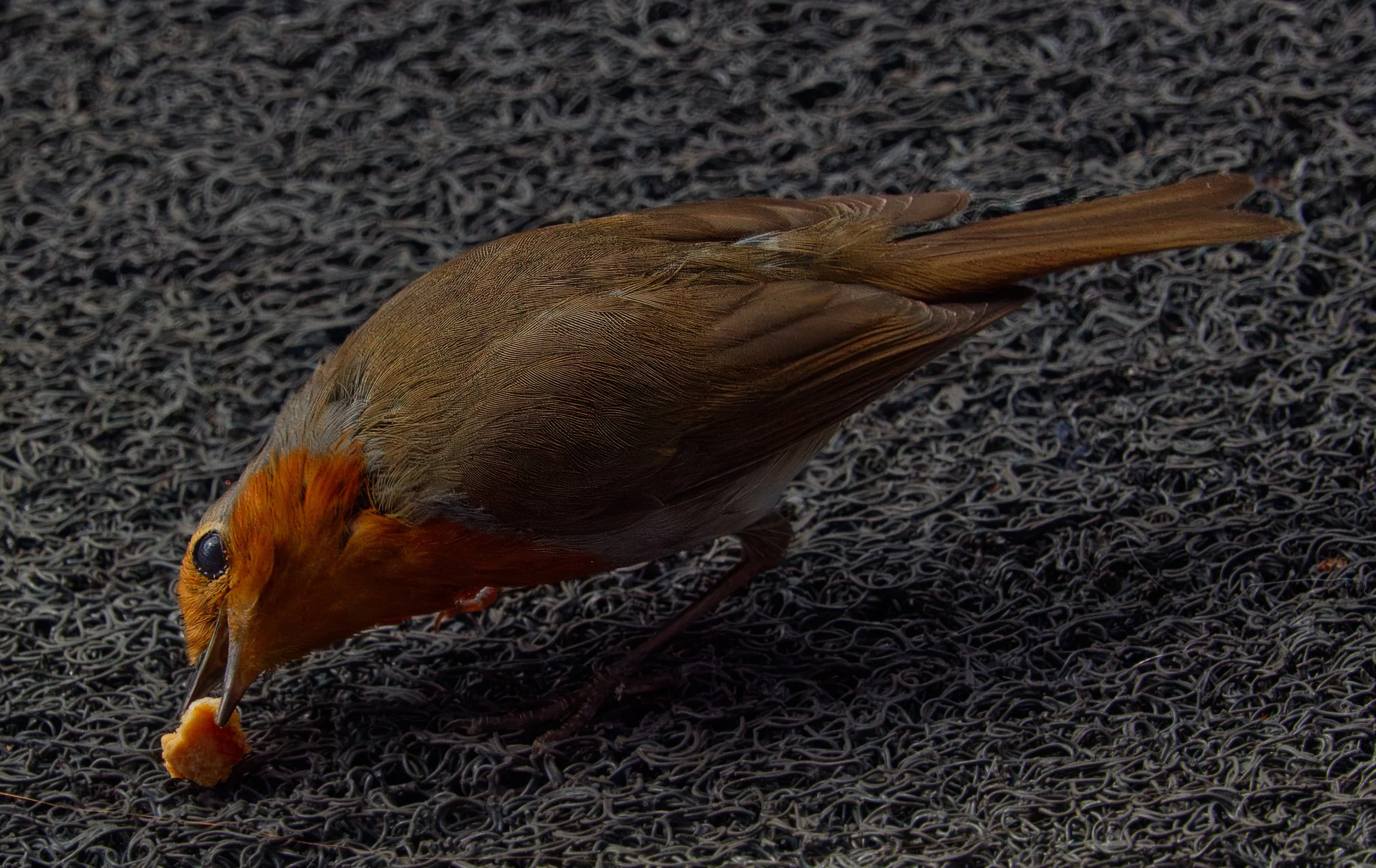 Eurasian Robin, Wishing Well Pub, Blackrock, Dublin