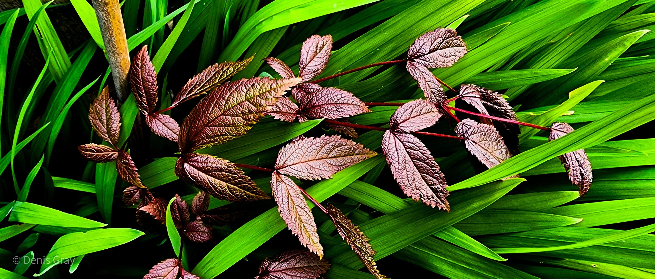 Astilbe and Crocosmia