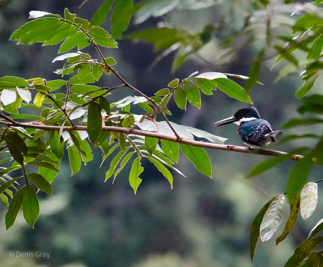 Green Kingfisher, on the Macal River, Western Belize