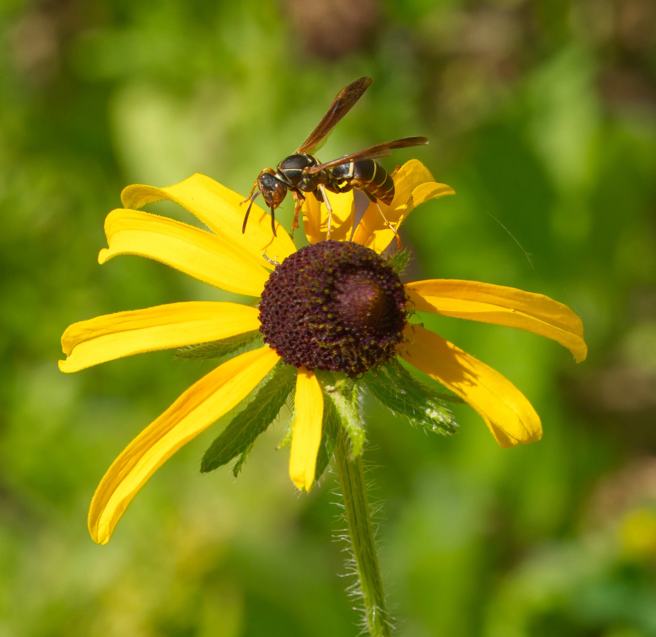 Northern Paper Wasp about to land on a Black-eyed Susan