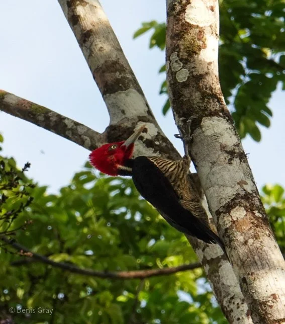 Pale-billed Woodpecker, Western Belize