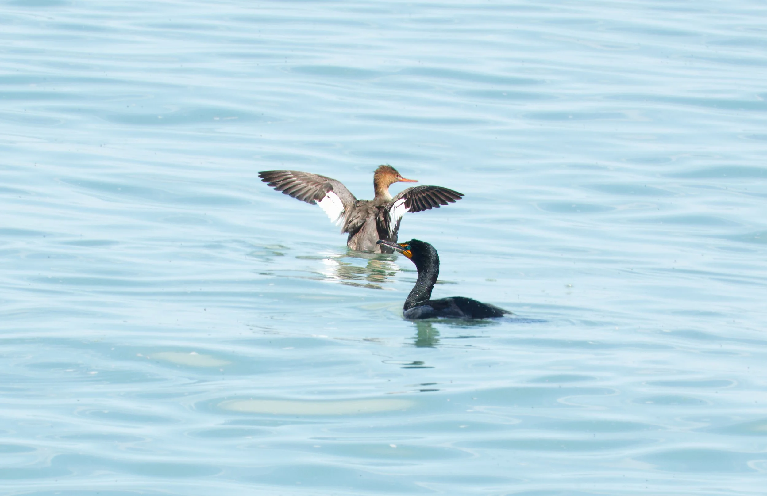 Red-breasted Merganser (female) and a Double-crested Cormorant