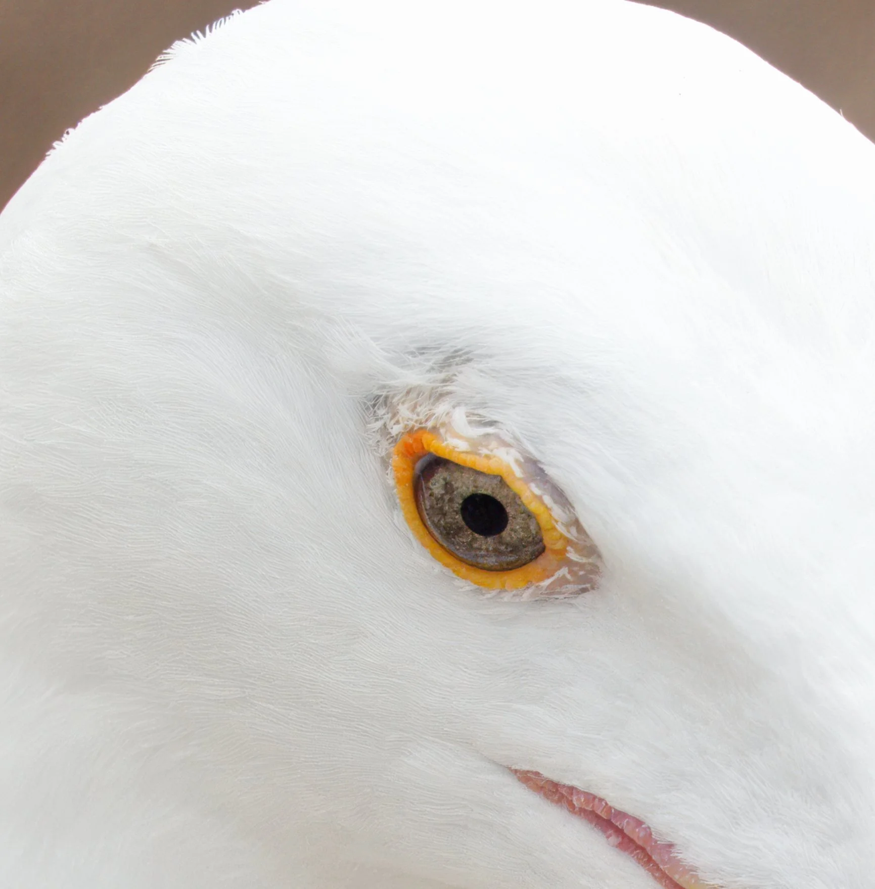 Great Black-backed Gull