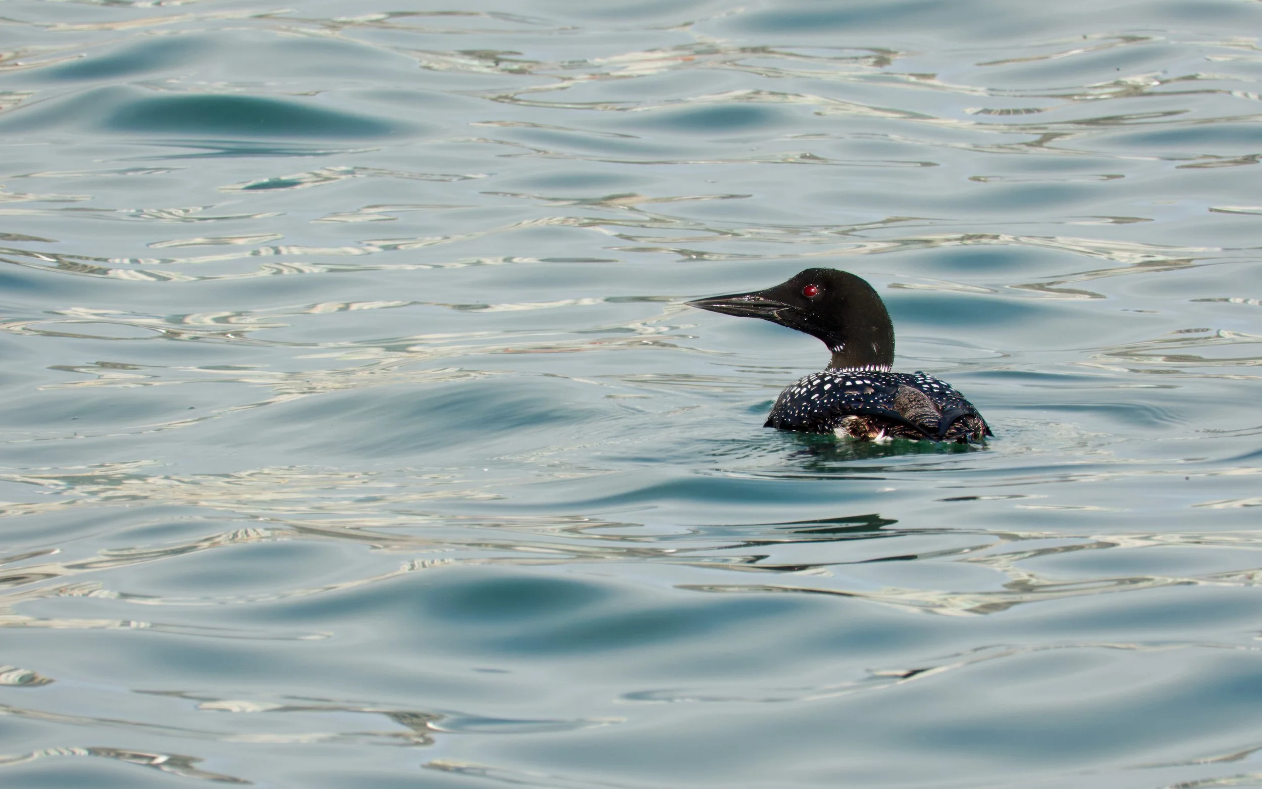 Common Loon  01 DSC05233.jpg