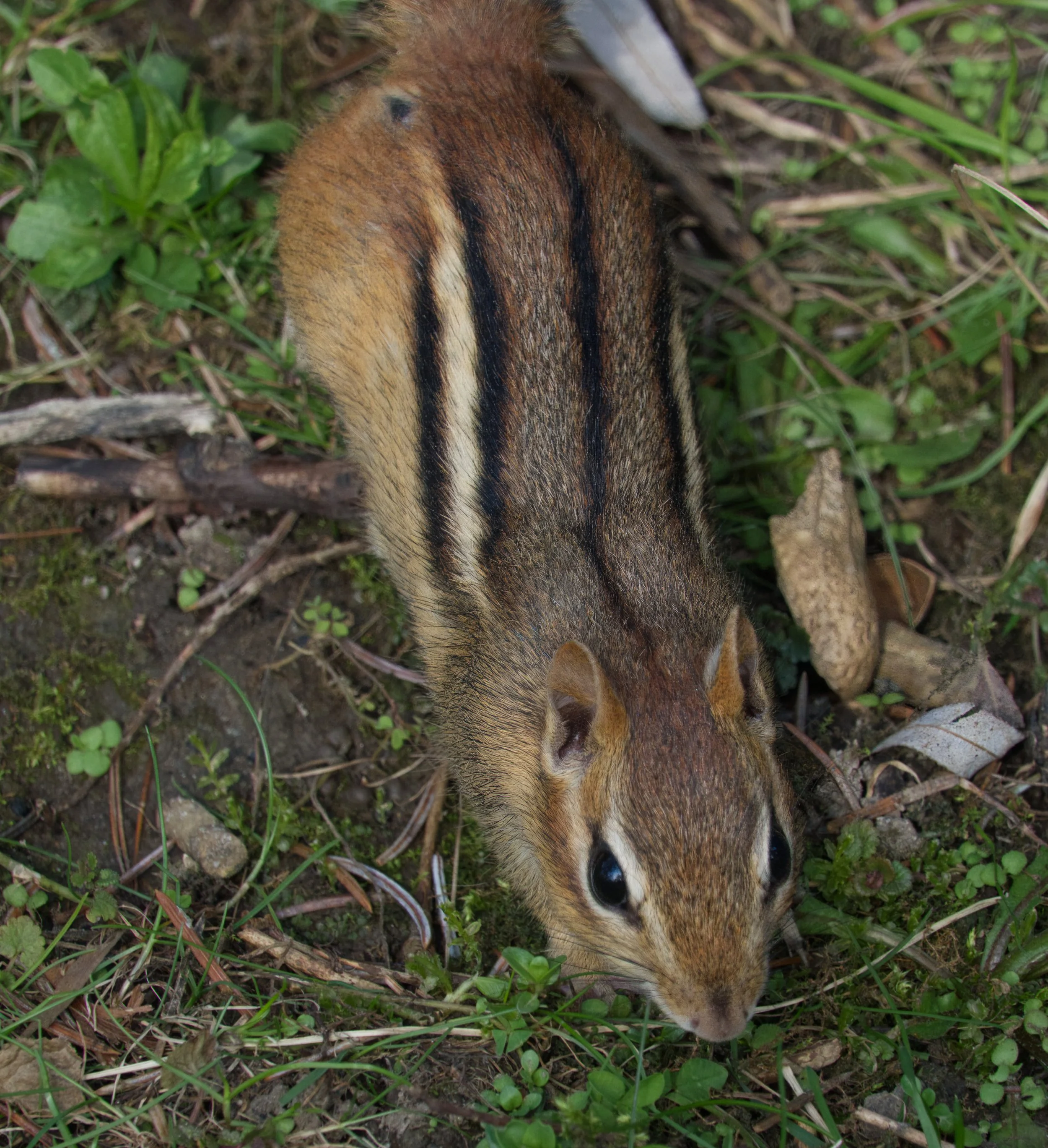 Chipmunk