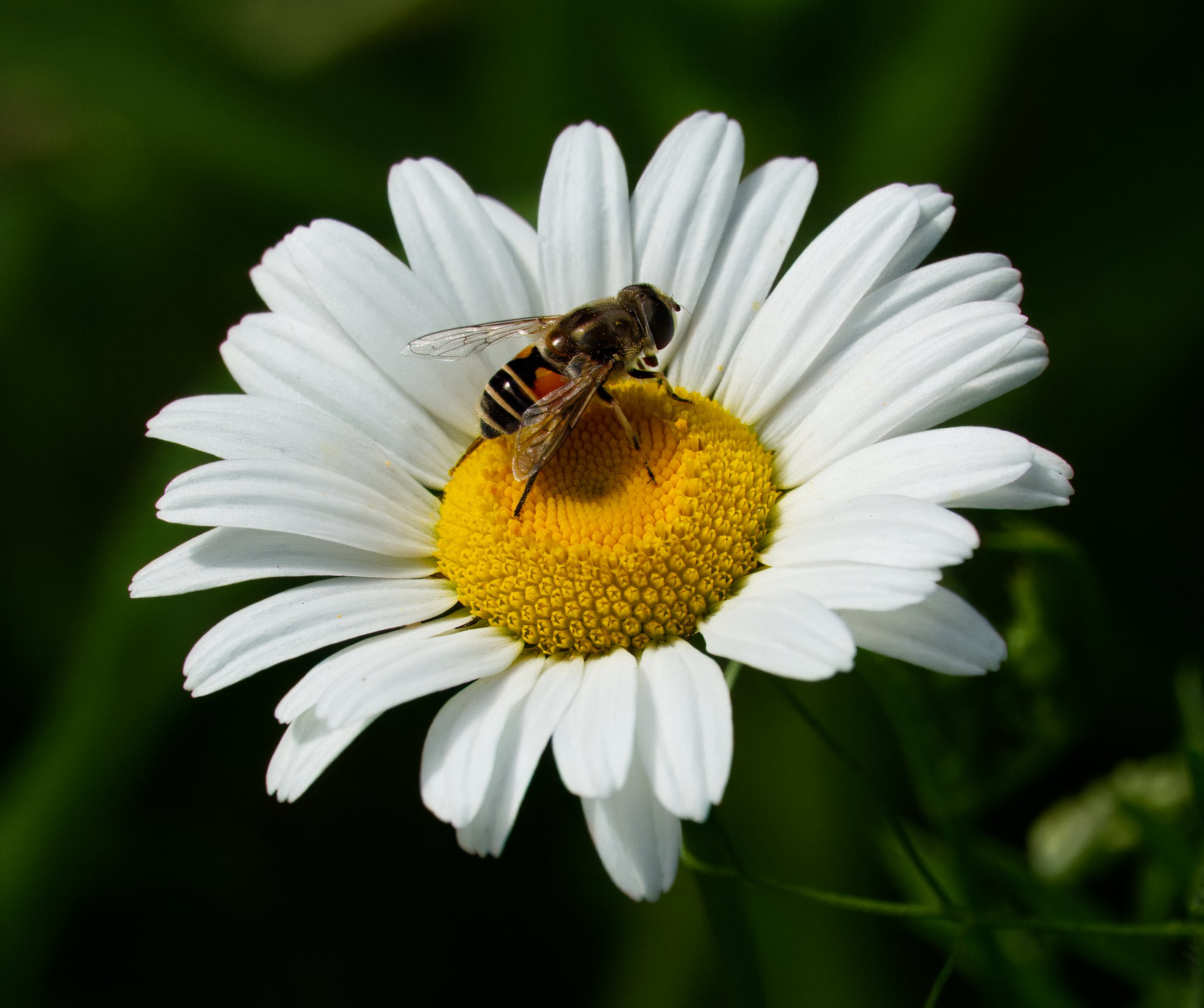 Hoverfly