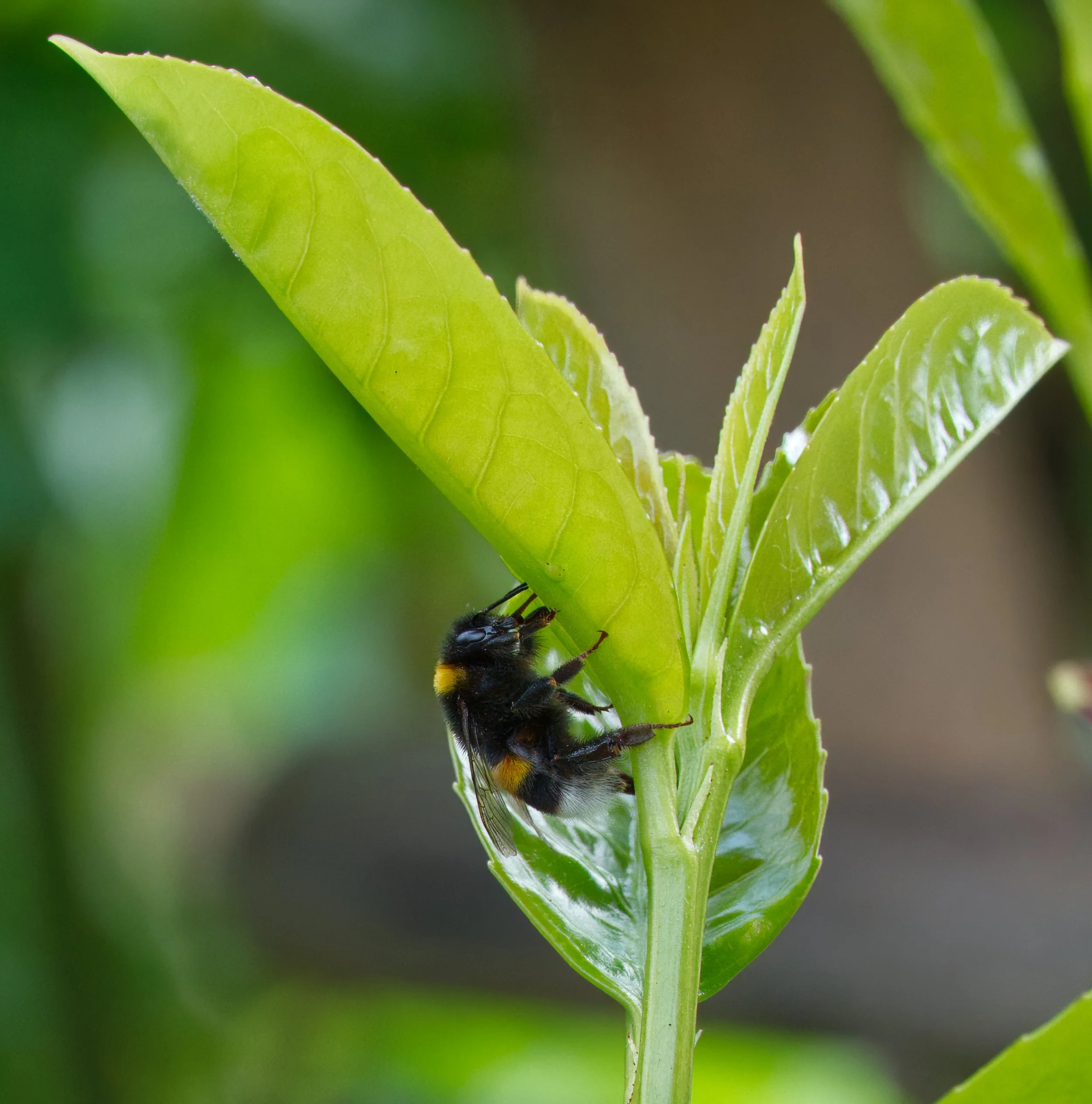 Koog Bee DSC06164.jpg