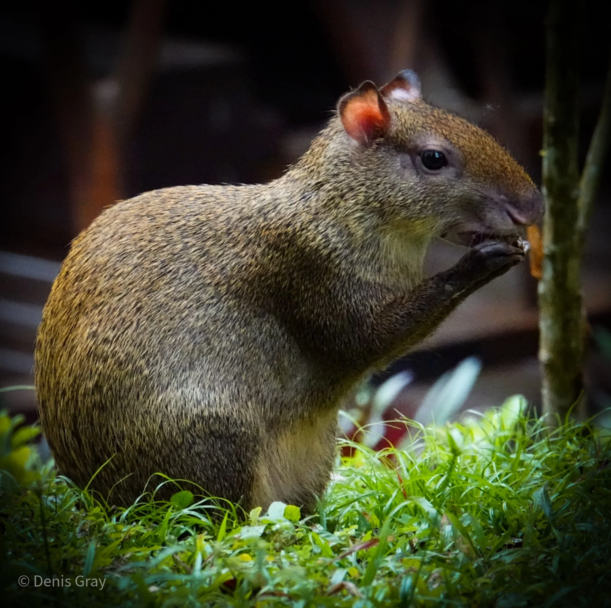 Agouti, Western Belize