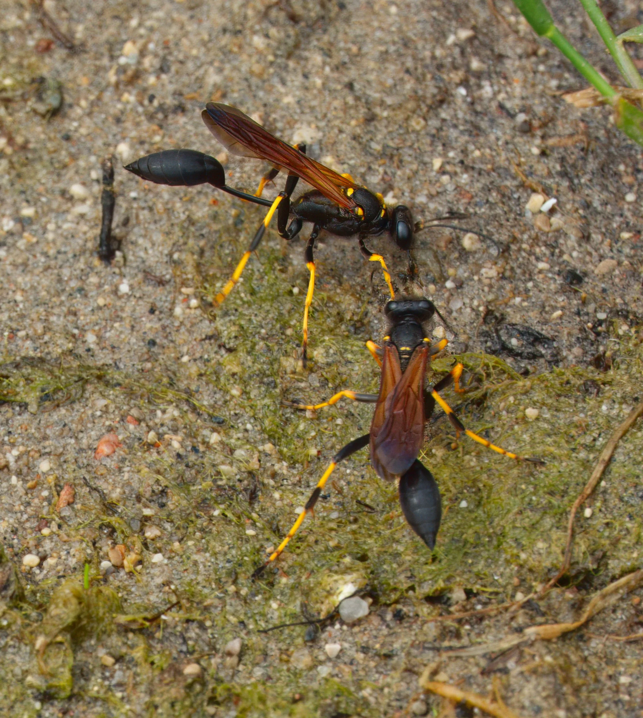 Yellow-legged Mud Daubers