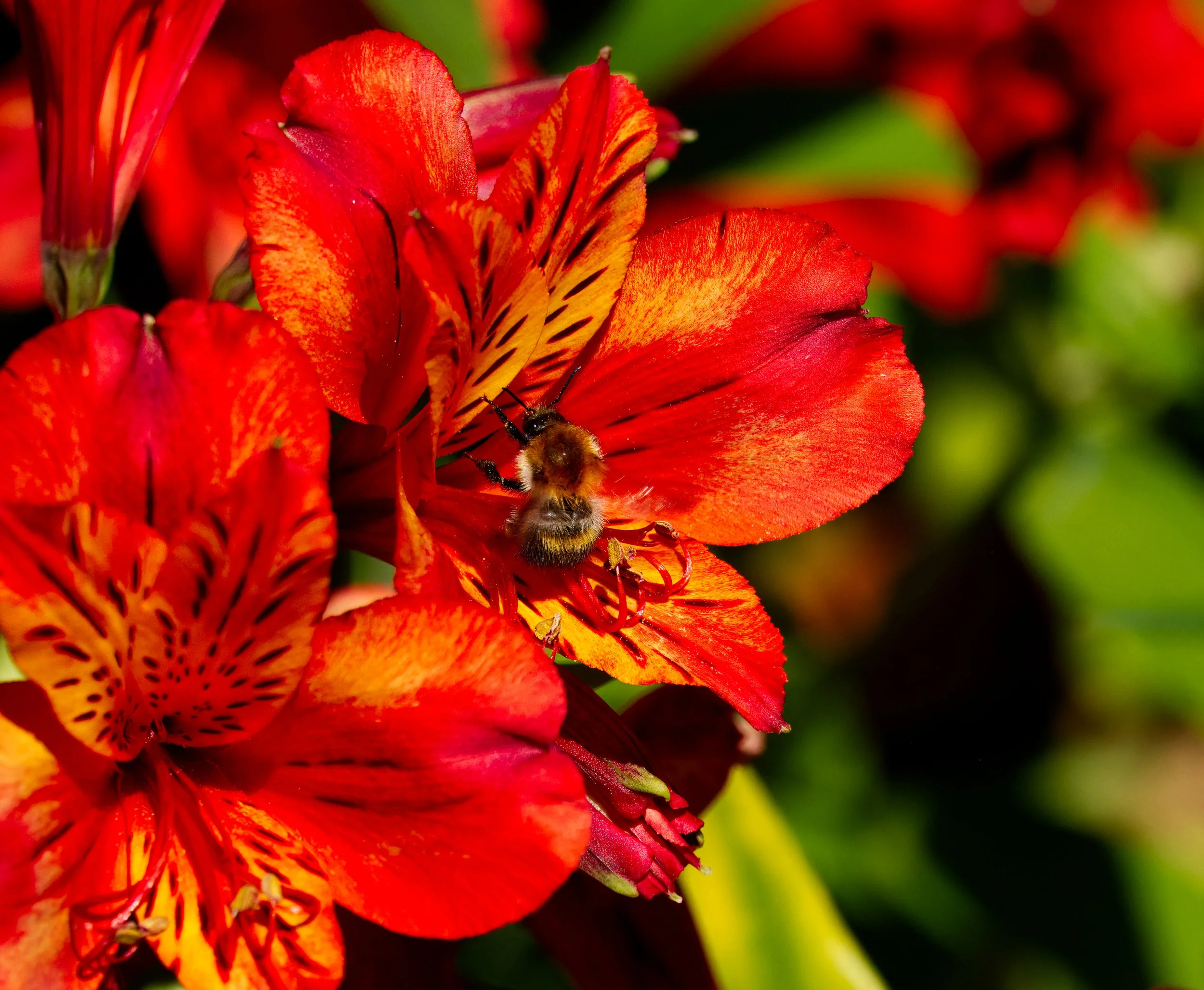 Alstroemeria and a Bee, Obelisk Walk, Blackrock, Dublin