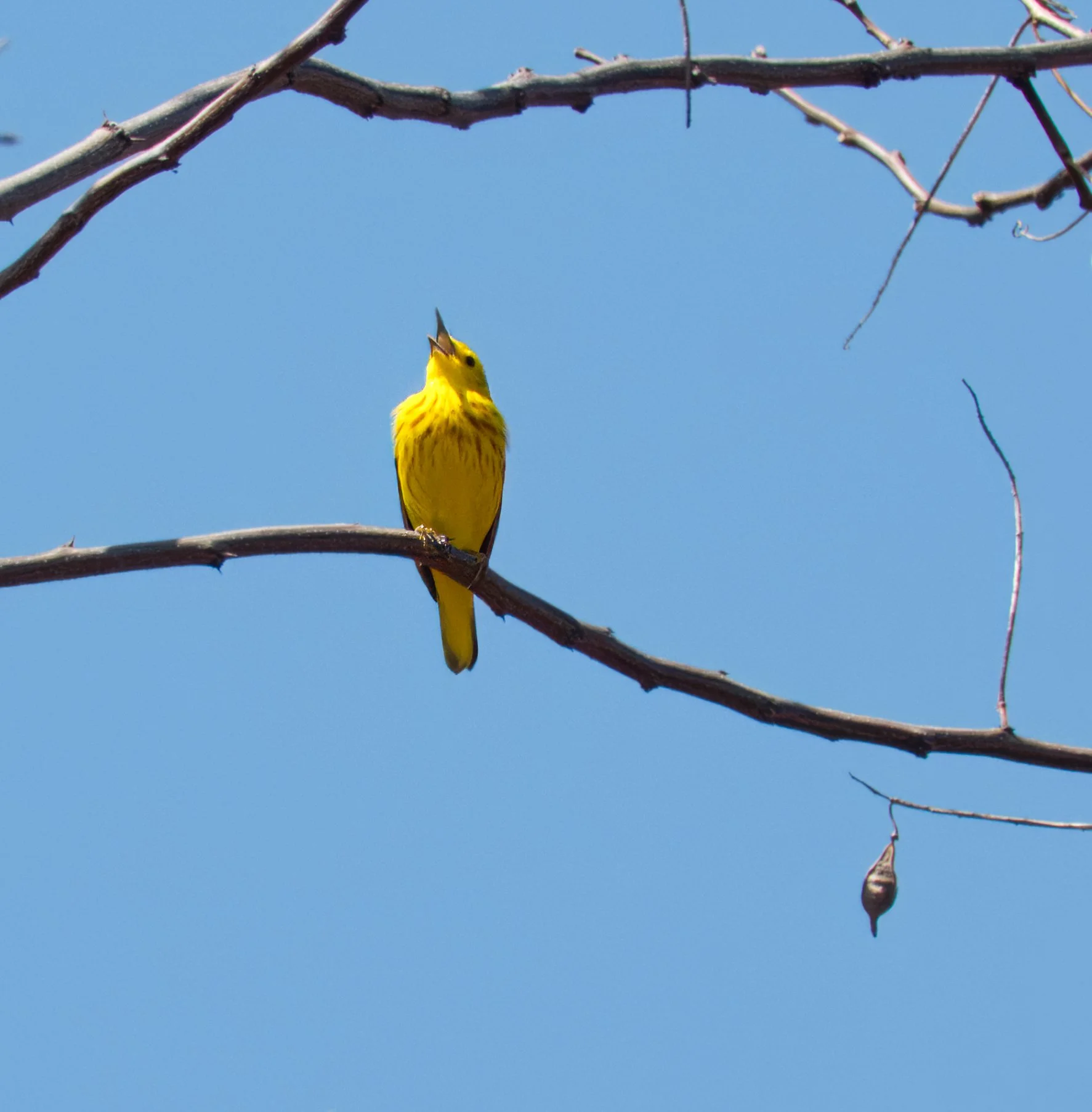Northern Yellow Warbler, Tommy Thompson Park, Toronto