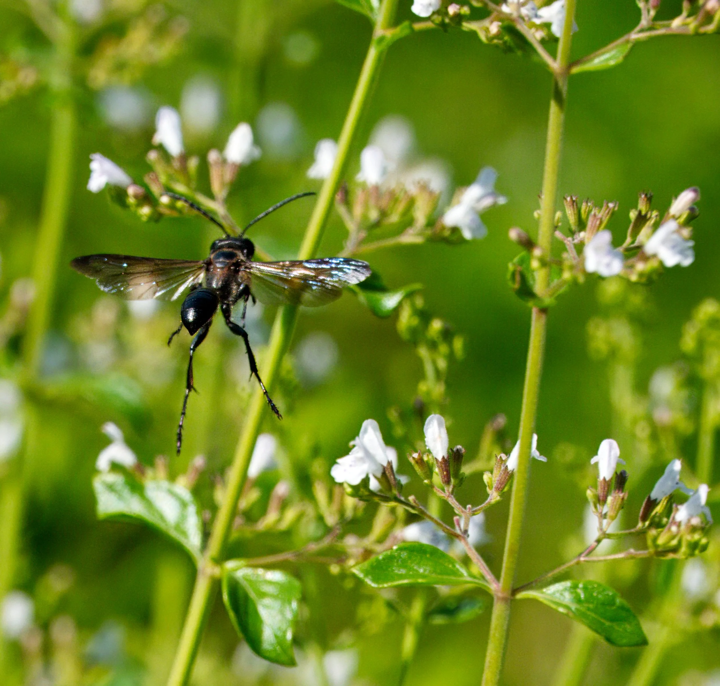A Mexican Grass-carrying Wasp in flight through the Calamintha nepeta