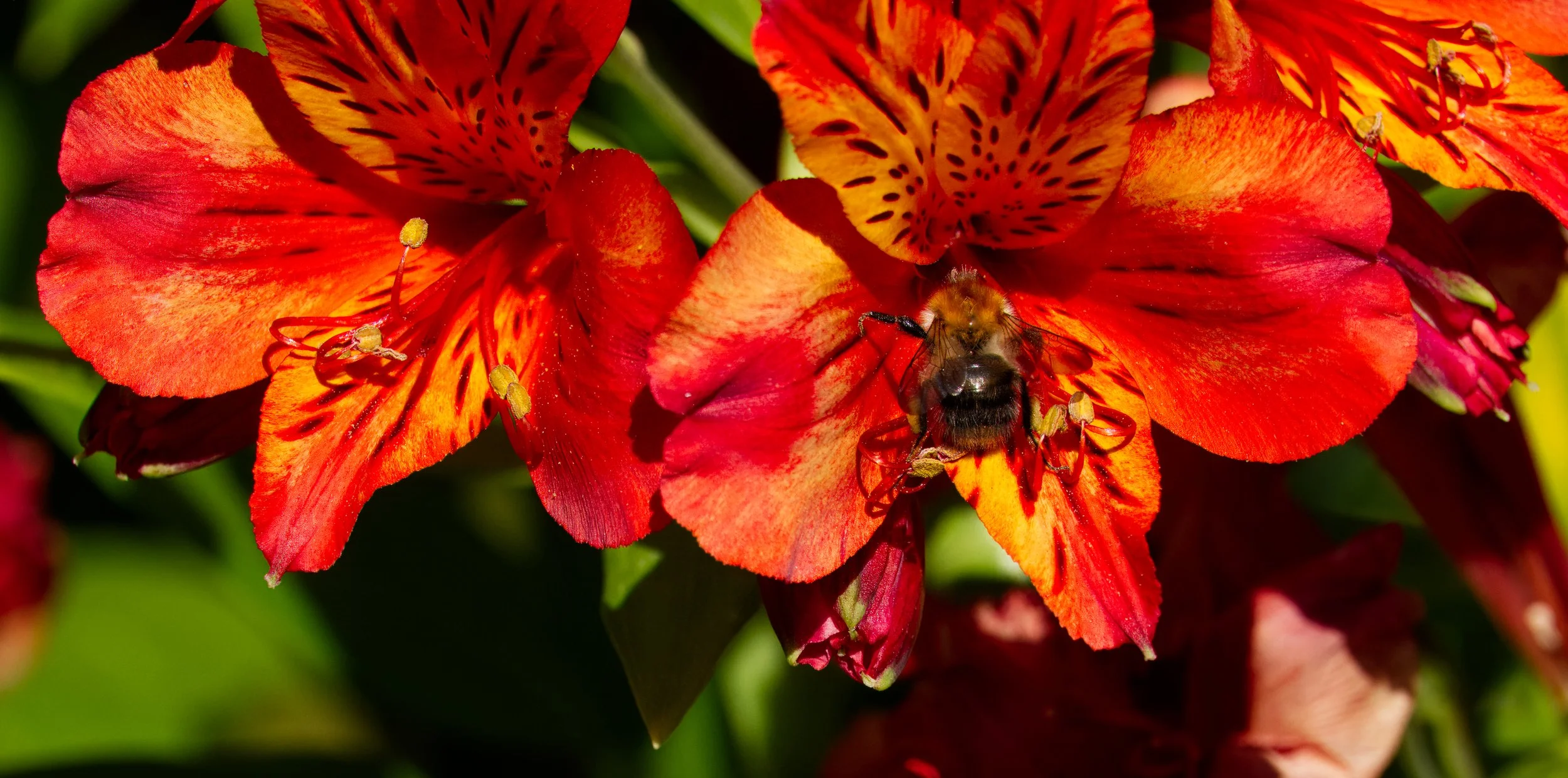 Alstroemeria and a Bee, Obelisk Walk, Blackrock, Dublin