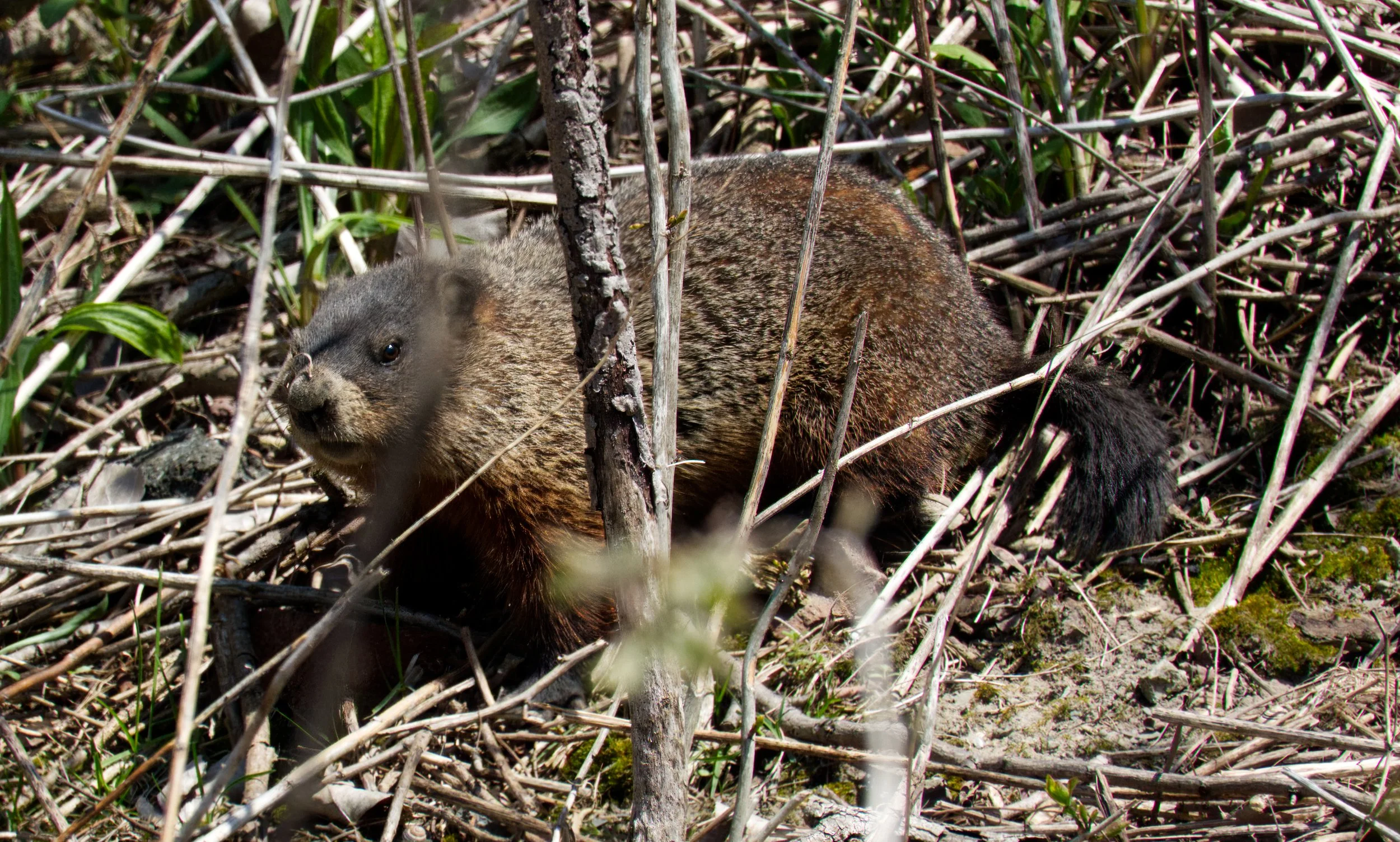 Marmot, Tommy Thompson Park, Toronto