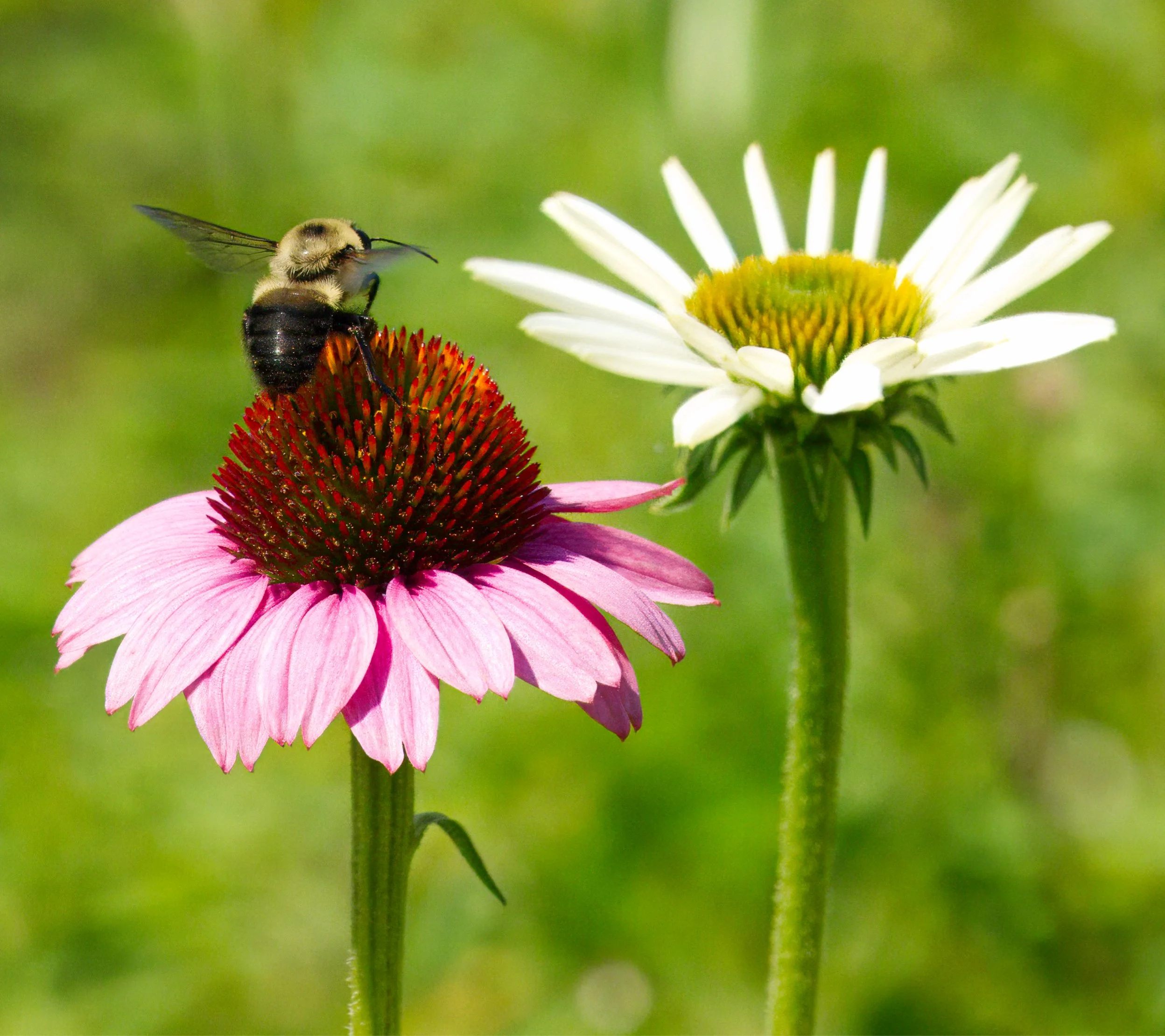 Common Easter Bumblebee in flight over to a Echinacea bloom