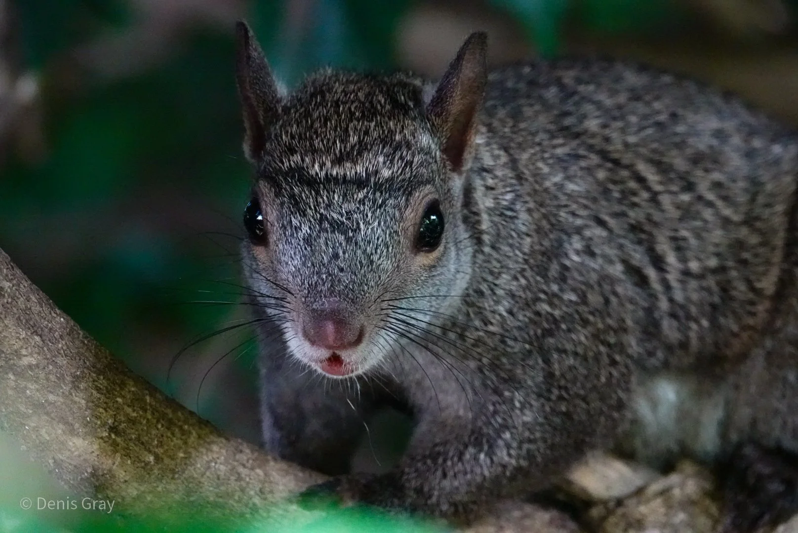 Yucatan Squirrel, Belize City, Belize