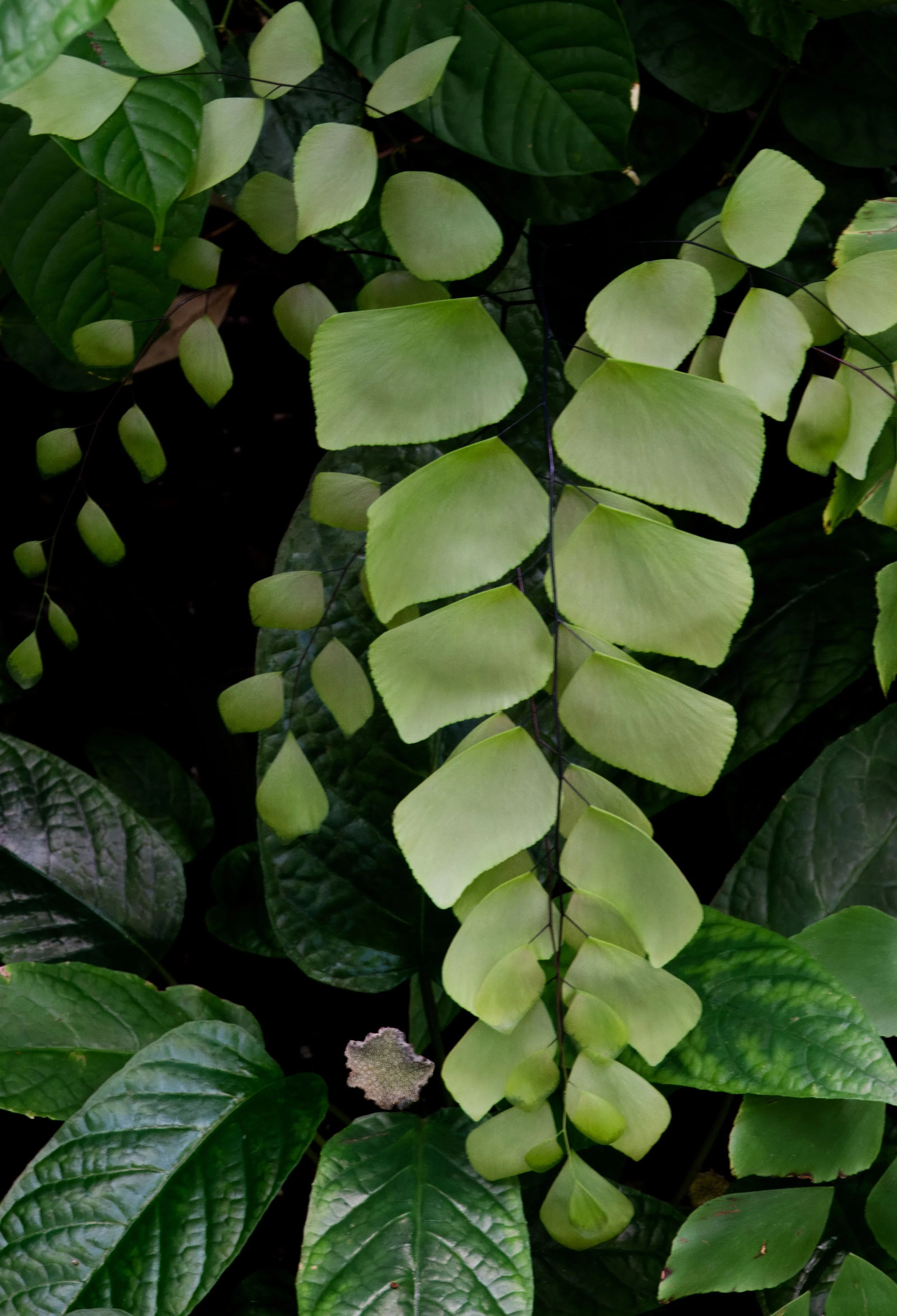 Maidenhair Fern, Atlanta Botanic Garden, Atlanta, Georgia

