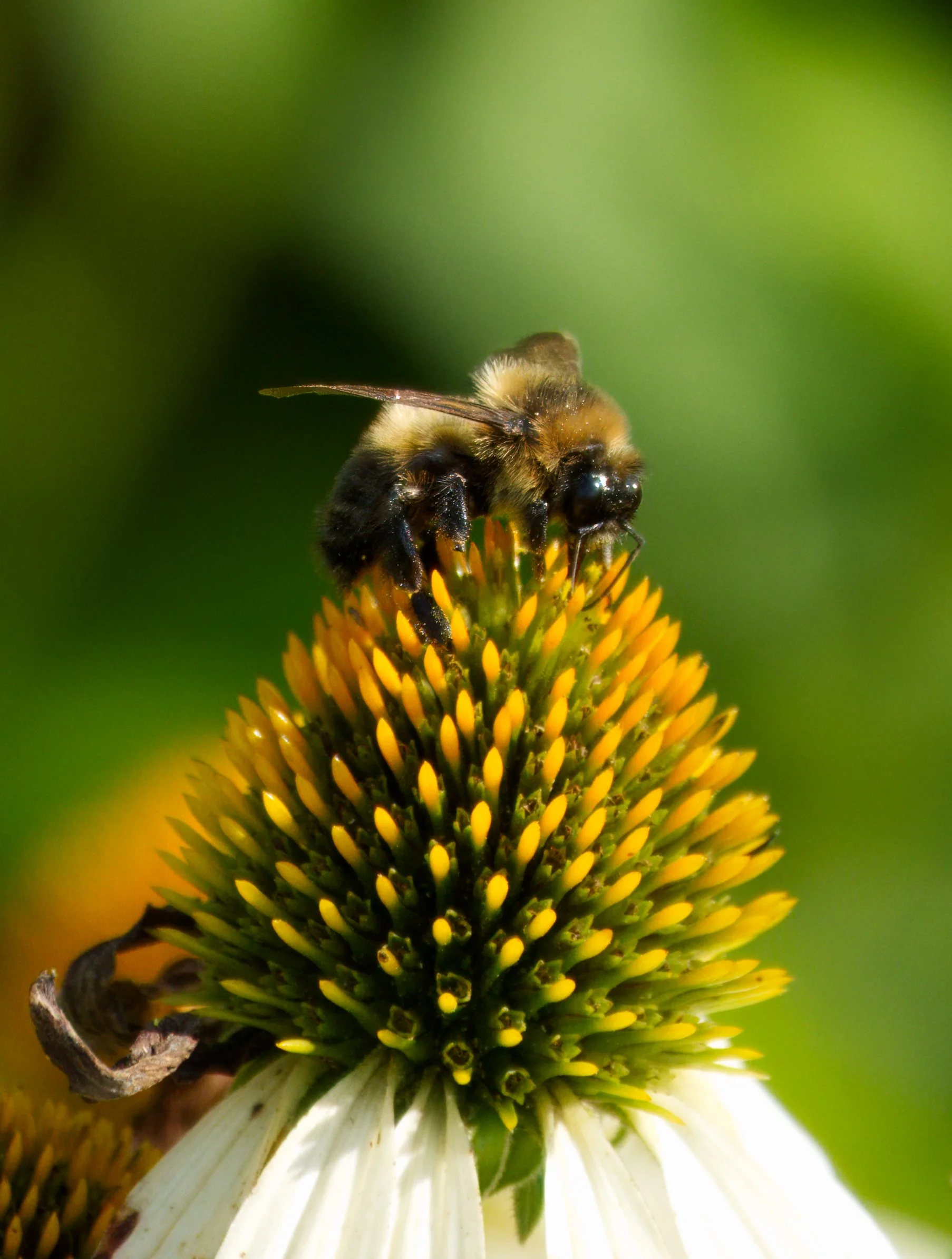 Bumble on Echinacea