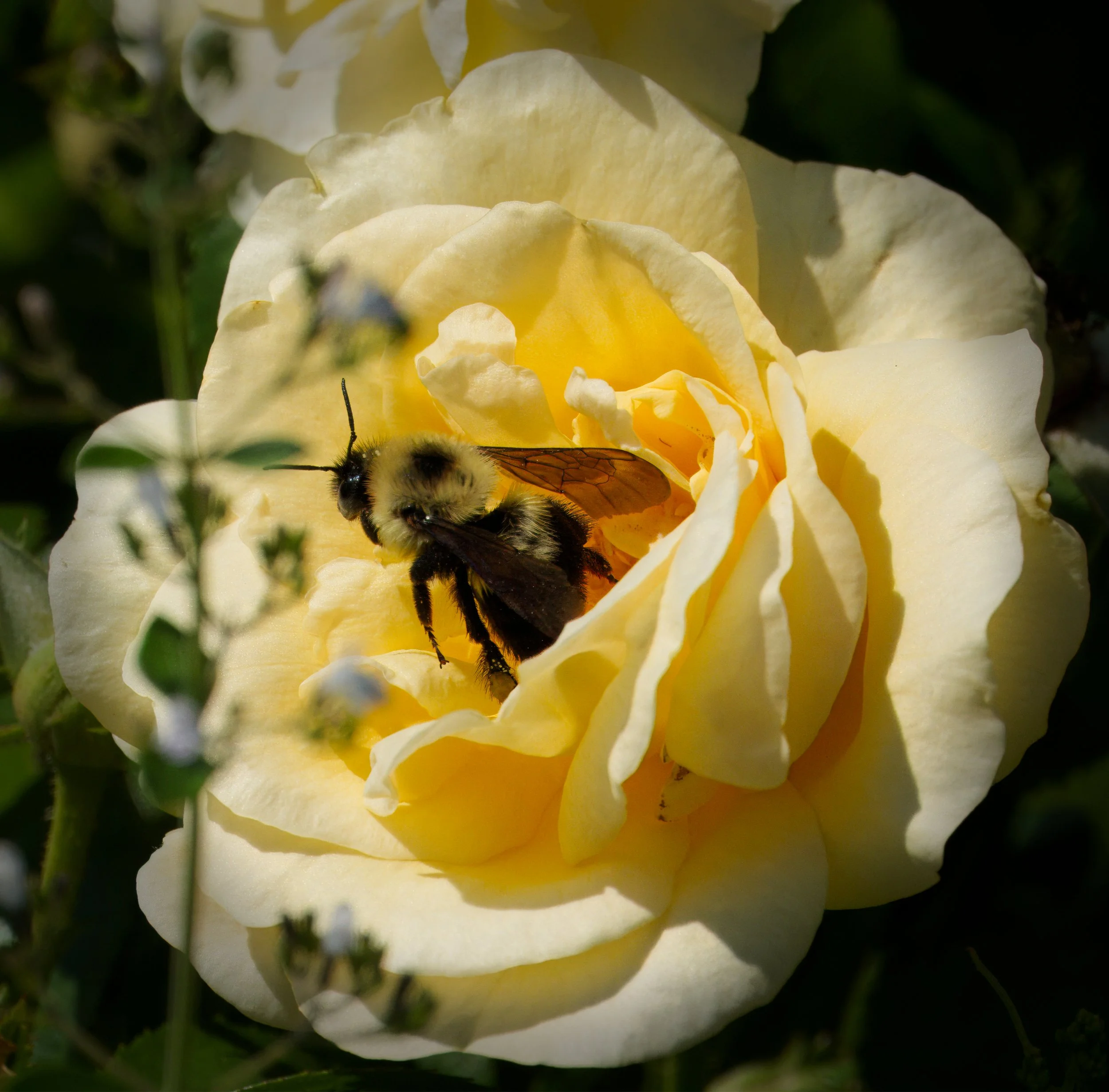 Bumblebee leaving a Rose
